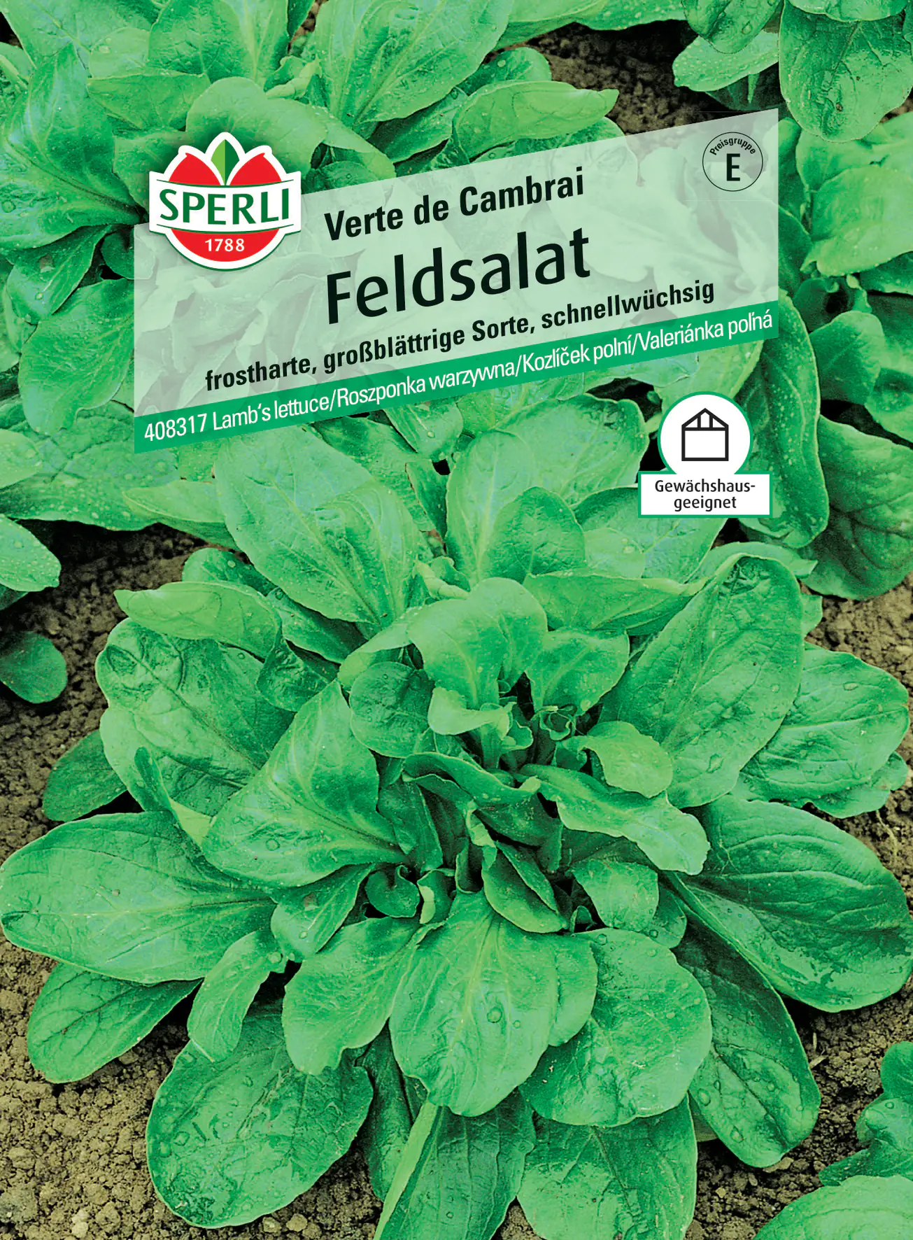 Sperli Feldsalat Verte de Cambrai Sperli Feldsalat Verte de Cambrai