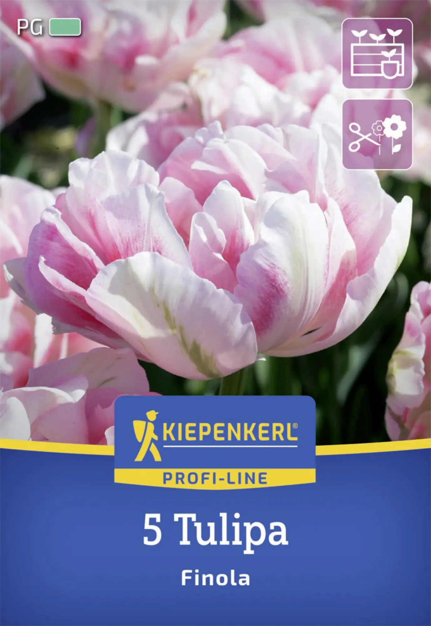 Kiepenkerl Herbstblumenzwiebel Profi-Line Tulpe Finola 5 Stück