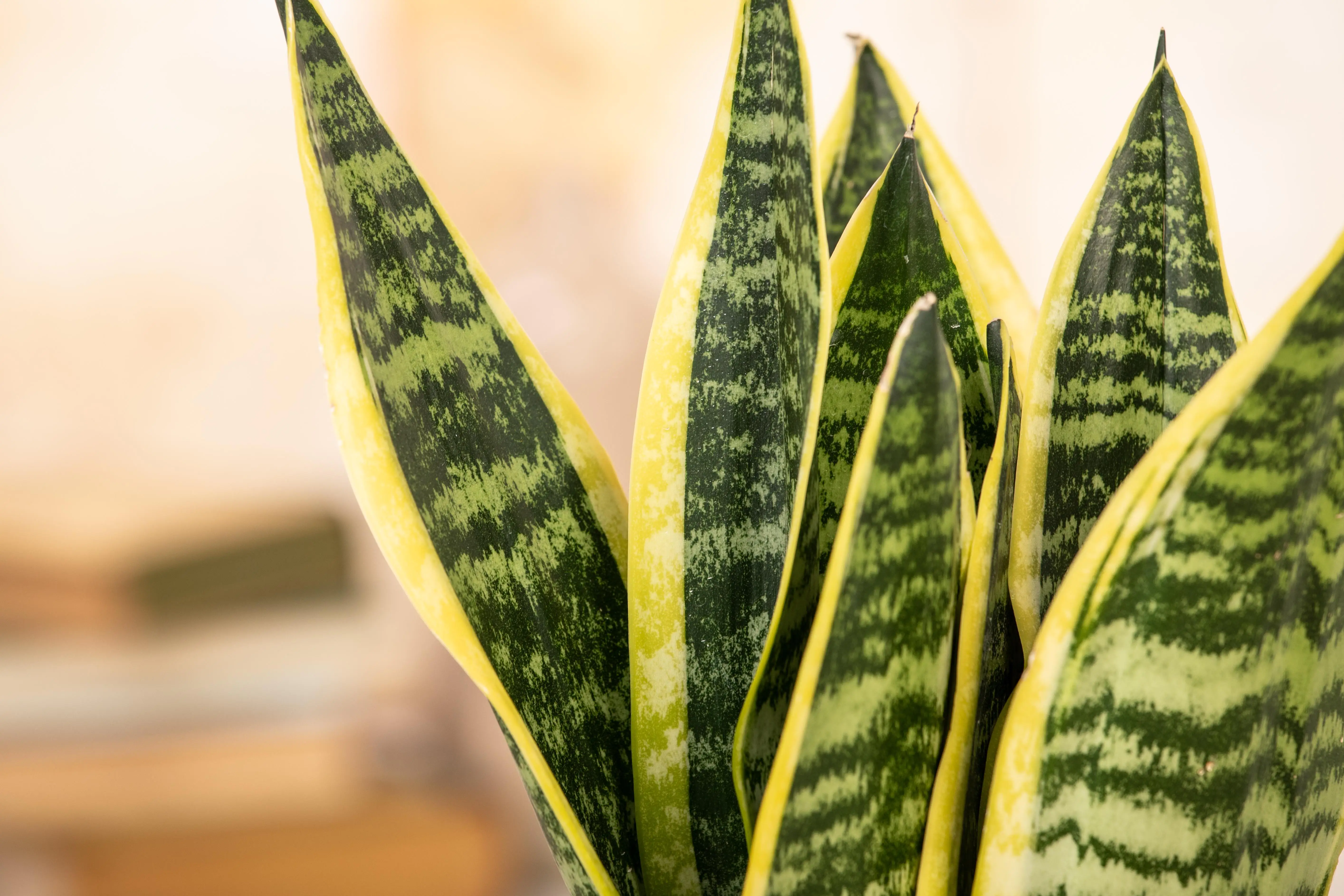 8717929597581_2 Sansevieria Laurentii Bogenhanf 30 cm 12 cm Topf