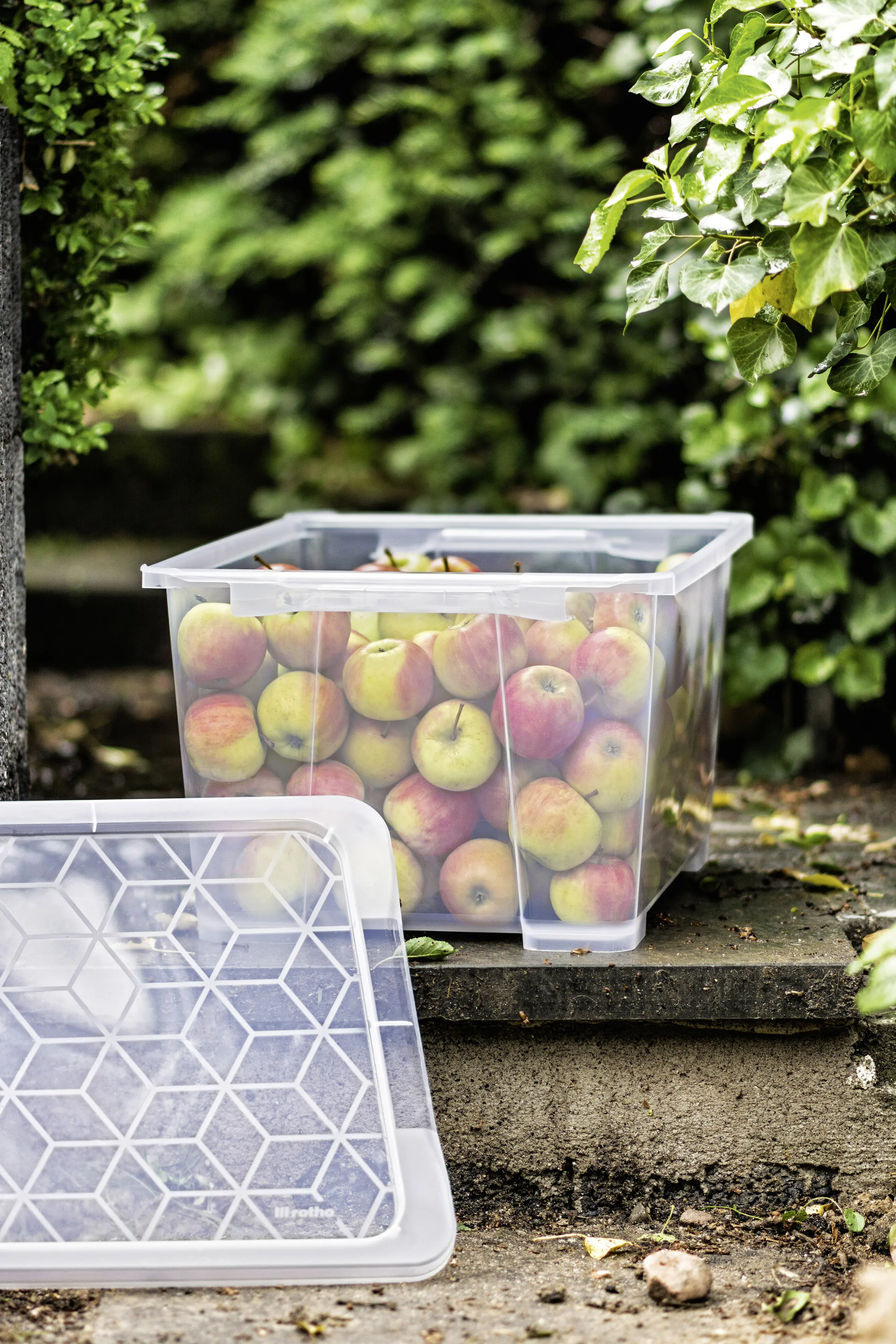 Rotho Aufbewahrungsbox EVO Easy 44 L transparent 58,3 x 39,2 x 27,7 cm