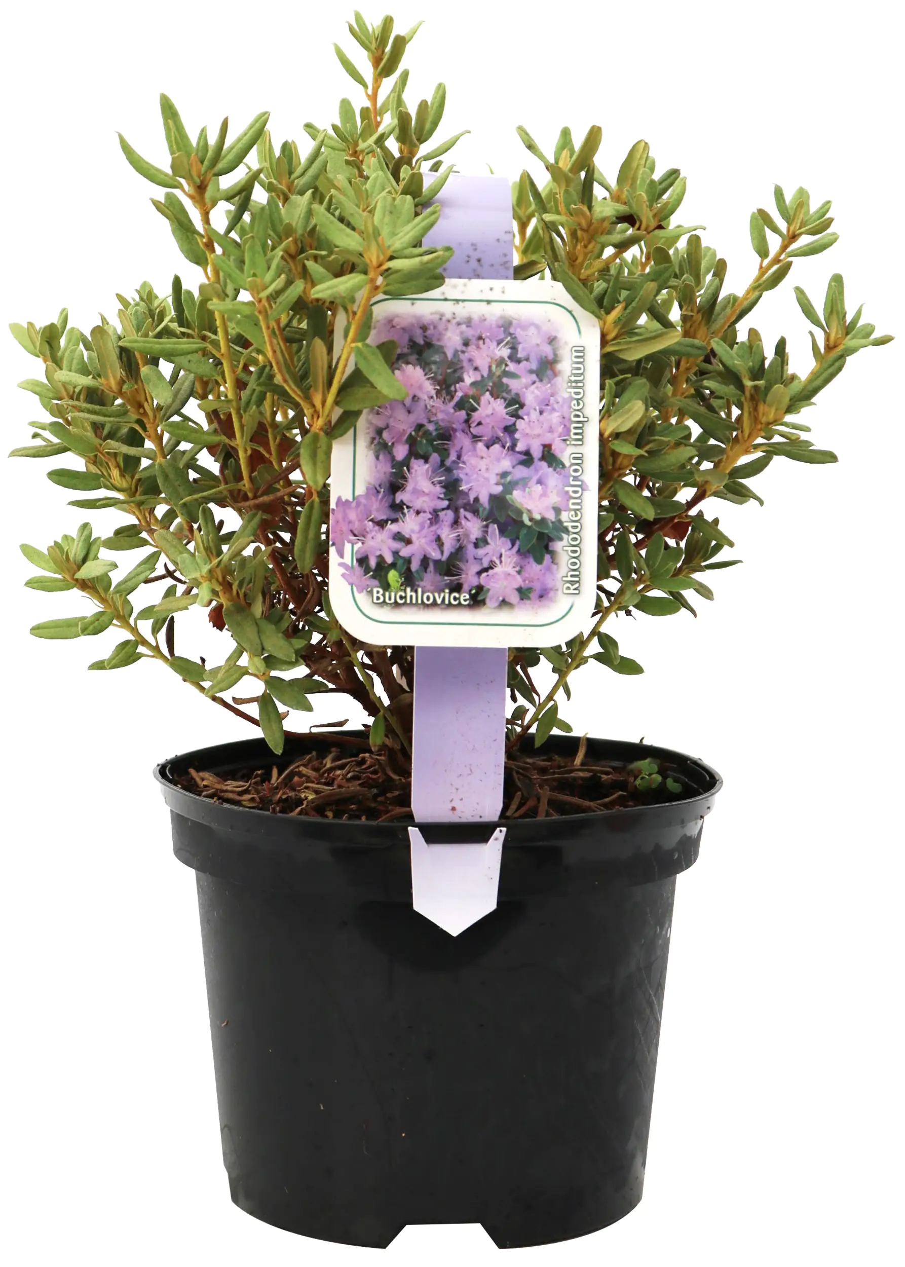 Zwergrhododendron H 15- 20 cm 2 L Container