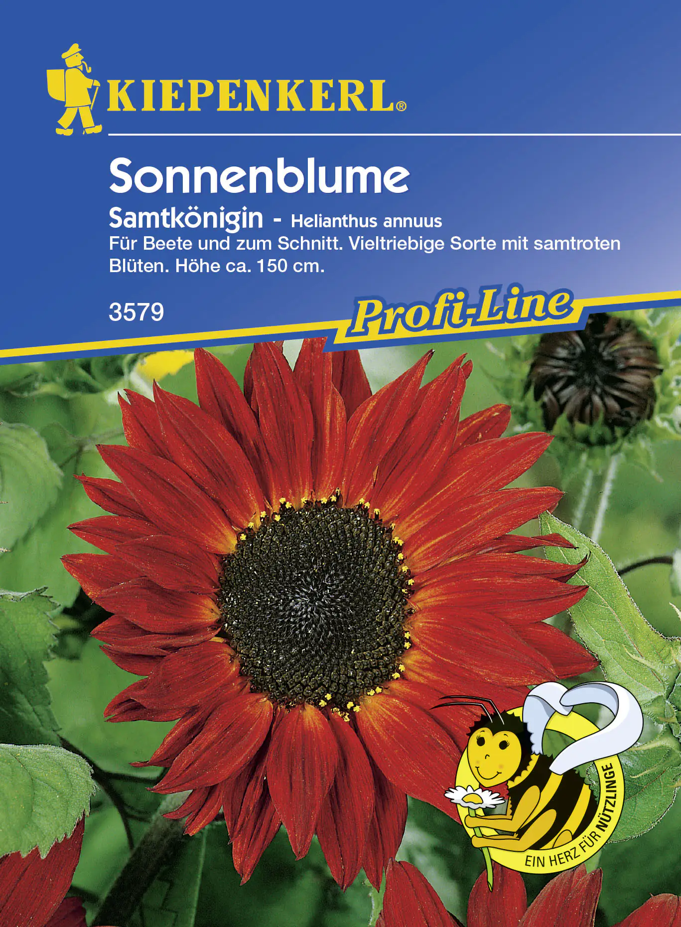 Kiepenkerl Sonnenblume Samtkönigin Helianthus annuus, Inhalt: ca. 40 Pflanzen