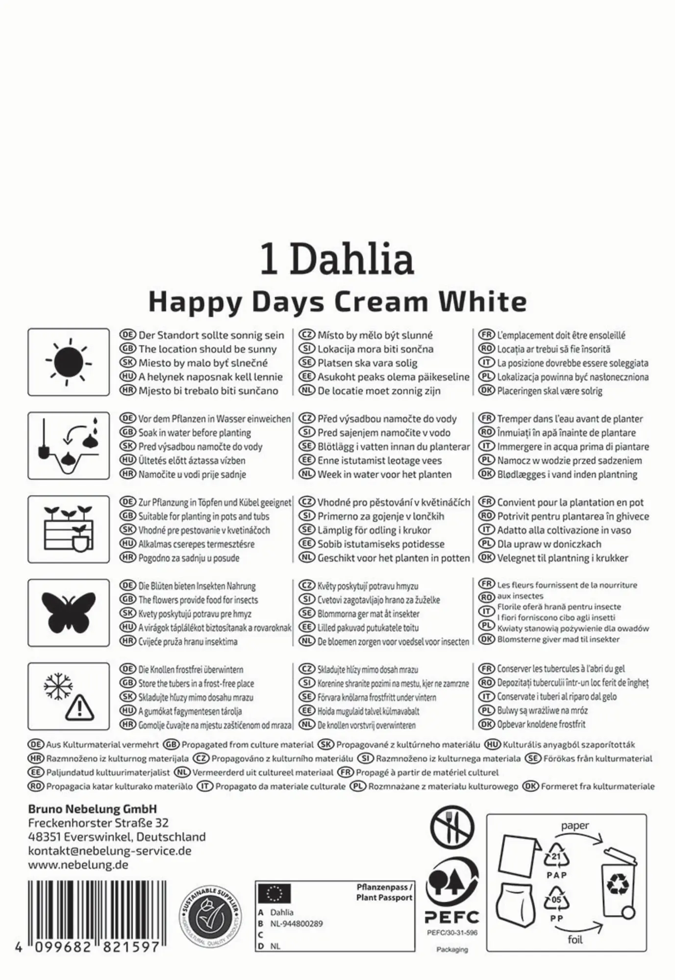 Kiepenkerl Frühjahrsblumenzwiebel Dunkellaubige Beetdahlie Happy Days Creamwhite 1 Stück