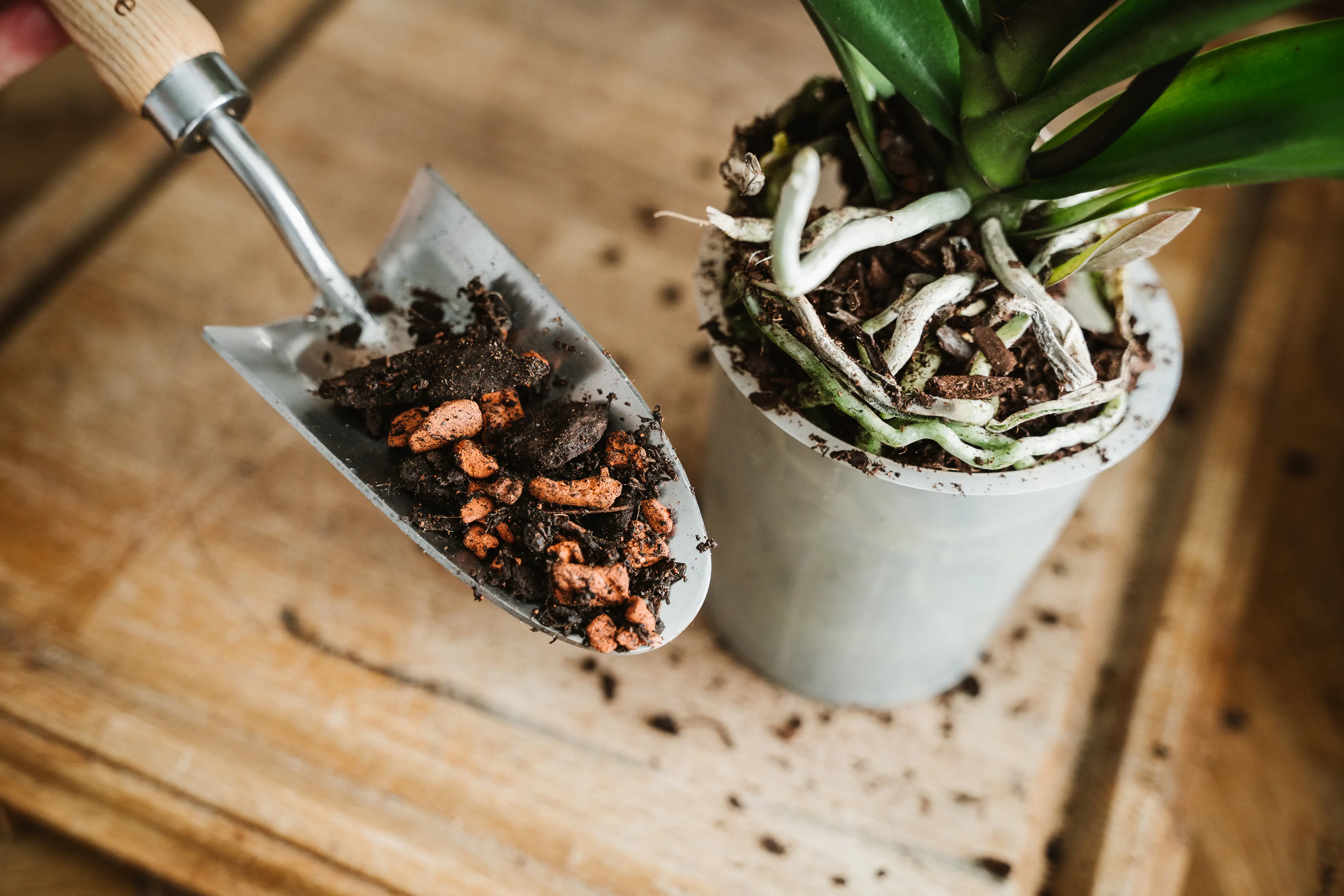 Westland Orchideen Erde torffrei 8 L Westland Orchideen Erde torffrei 8 L