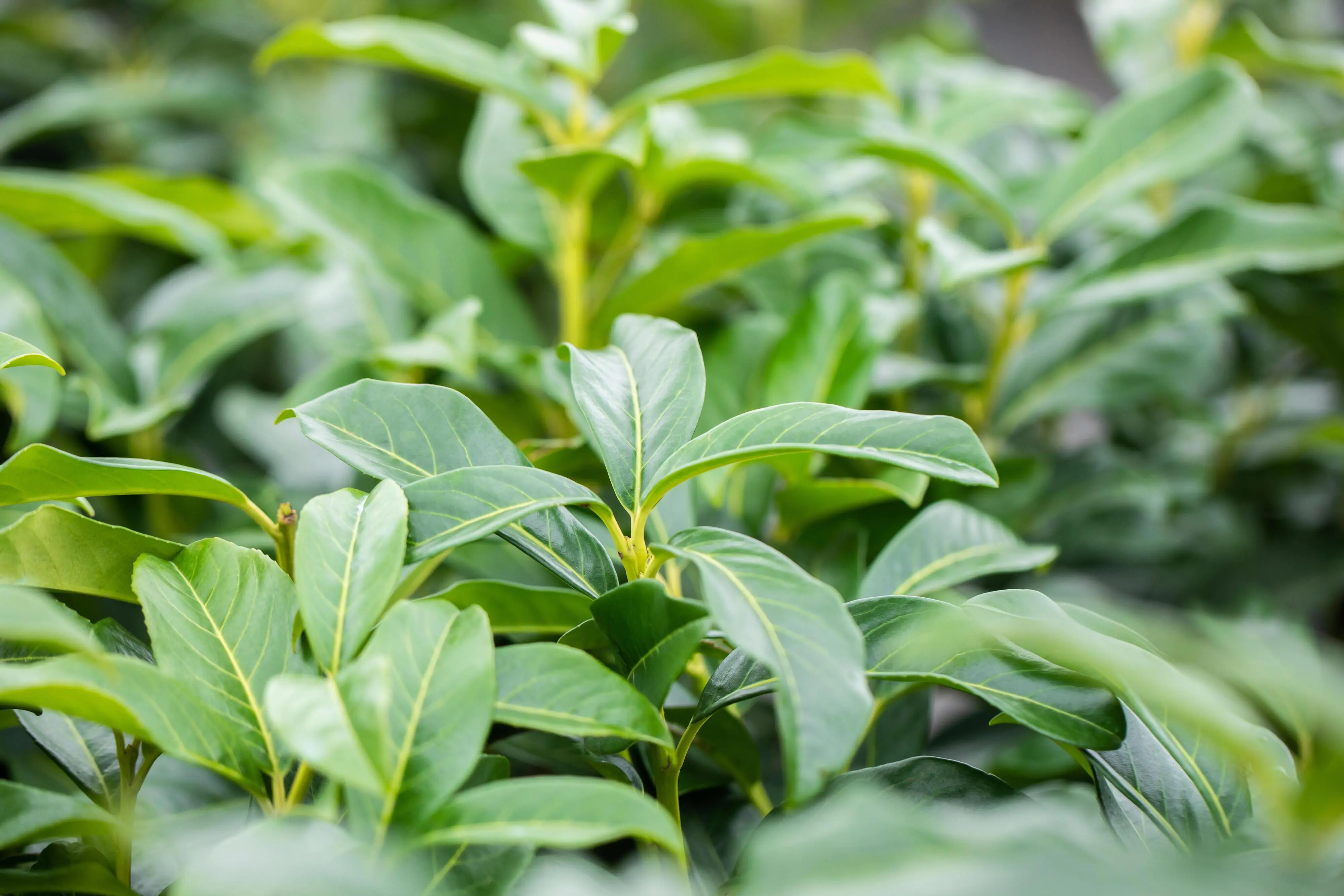 Kirschlorbeer Genolia Prunus laur. Genolia H 100 - 125 cm, 20 Stück Kirschlorbeer Genolia Prunus laur. Genolia H 100 - 125 cm, 20 Stück