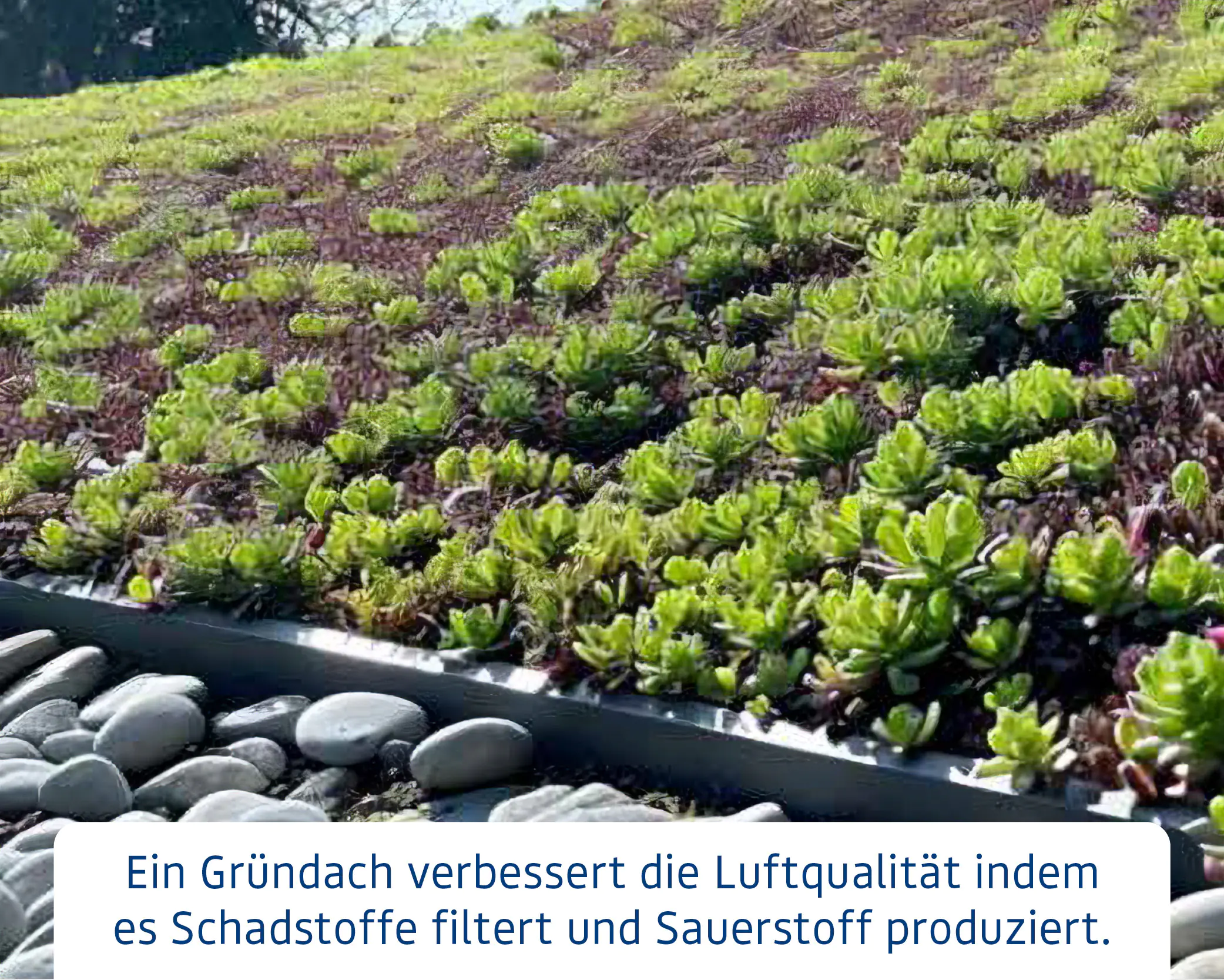 EcoStar Dachrahmen für Gründach Pultdach Typ 3 blau EcoStar Dachrahmen für Gründach Pultdach Typ 3 blau