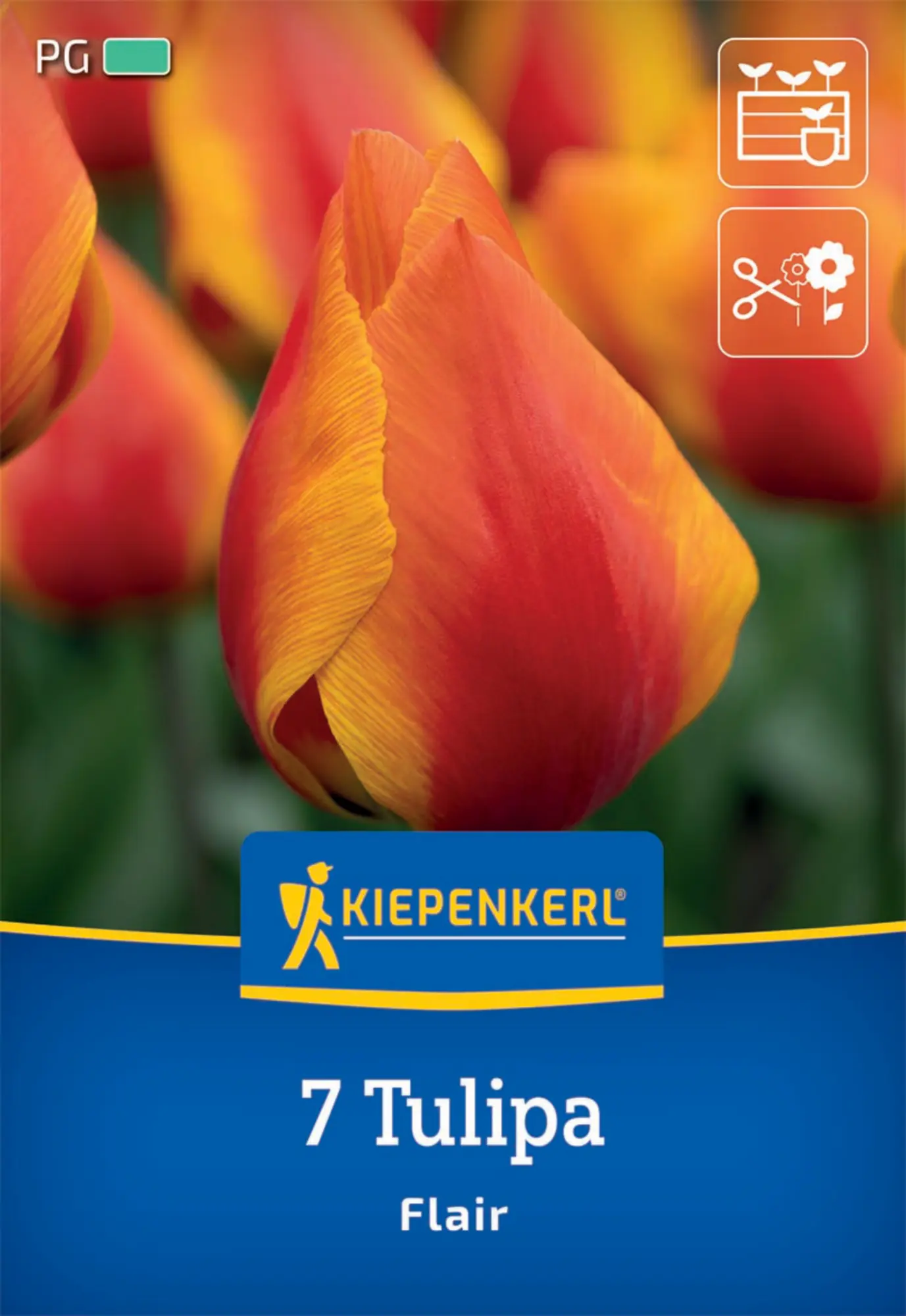 Kiepenkerl Herbstblumenzwiebel Einfache Frühe Tulpe Flair 7 Pflanzen