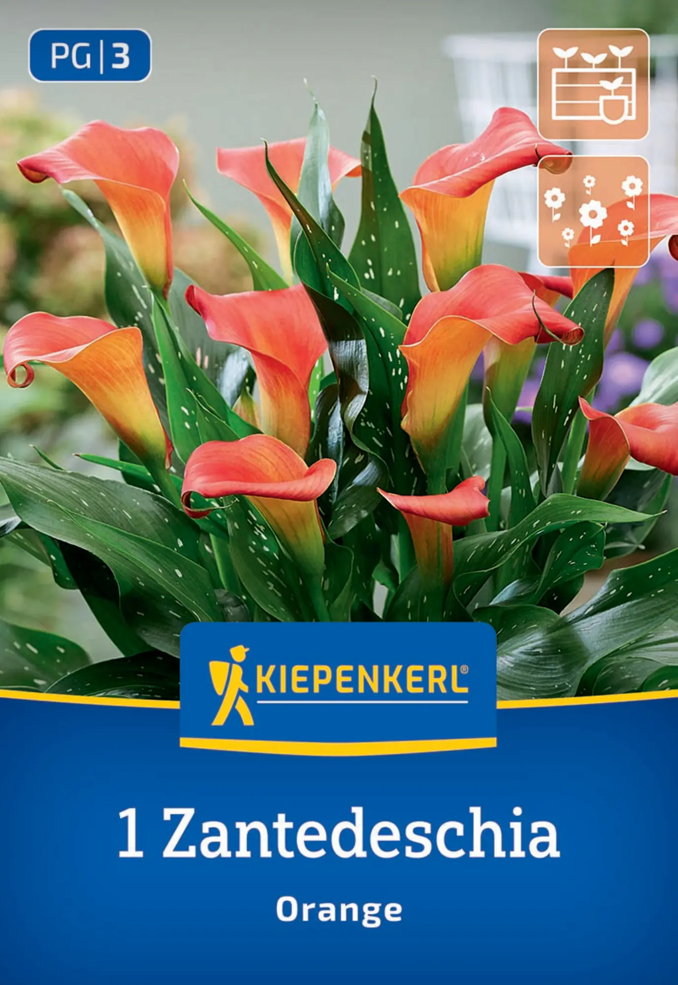 Kiepenkerl Frühjahrsblumenzwiebel Calla Orange 1 Stück