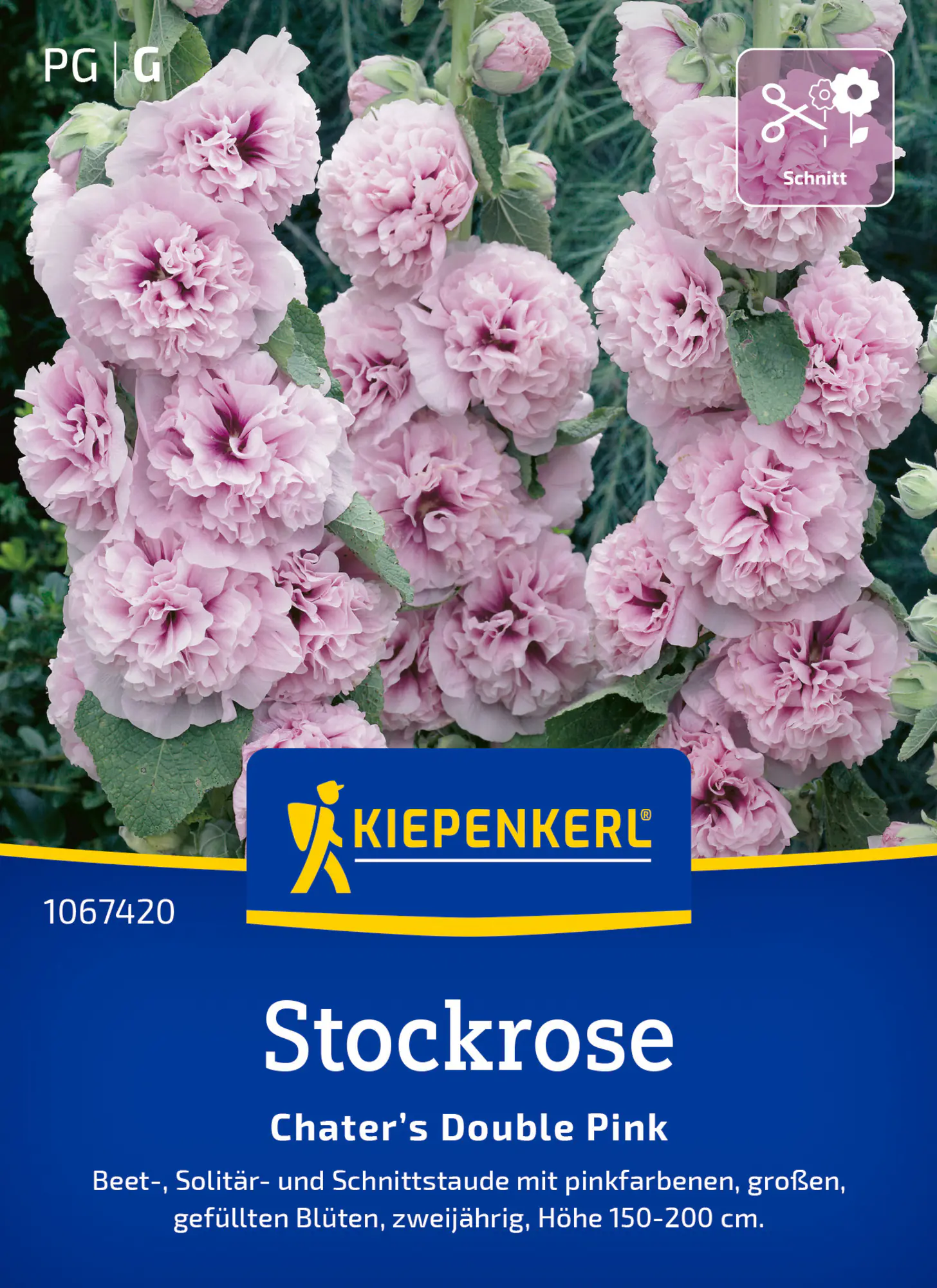 Kiepenkerl Blumensamen Stockrosen Chater’s Double Pink für ca. 30 Pflanzen