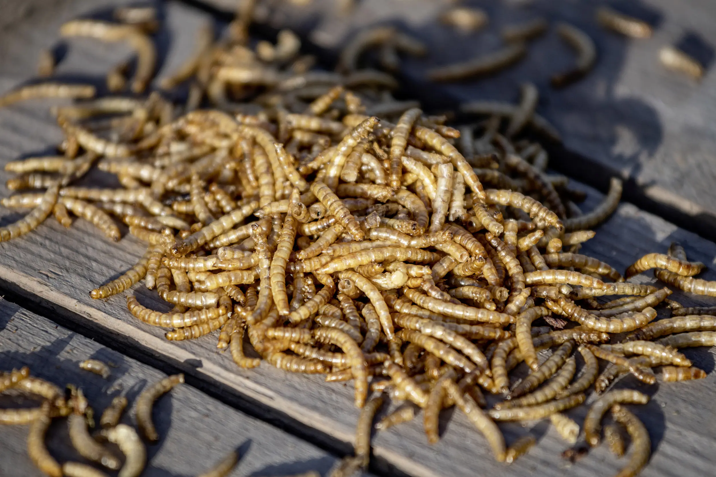 Wildvogelfutter getrocknete Mehlwürmer 900 g Eimer