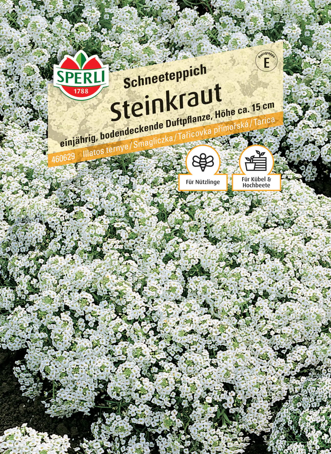 Sperli Steinkraut Schneeteppich