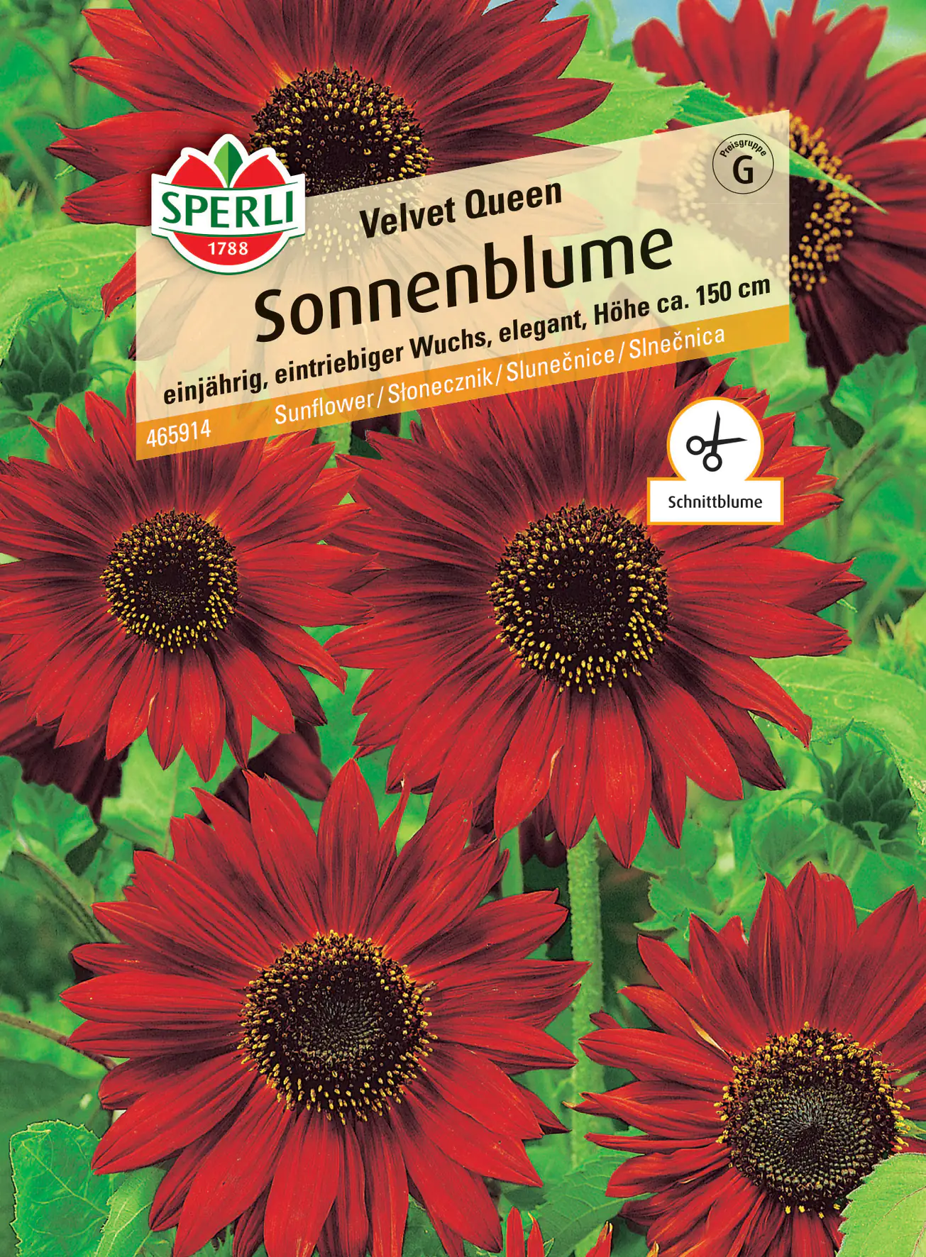 Sperli Sonnenblume Velvet Queen Sperli Sonnenblume Velvet Queen