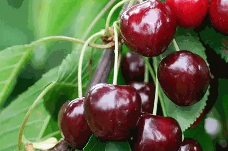 Süßkirschenbaum Hedelfinger Riesenkirsche 7,5 L Container