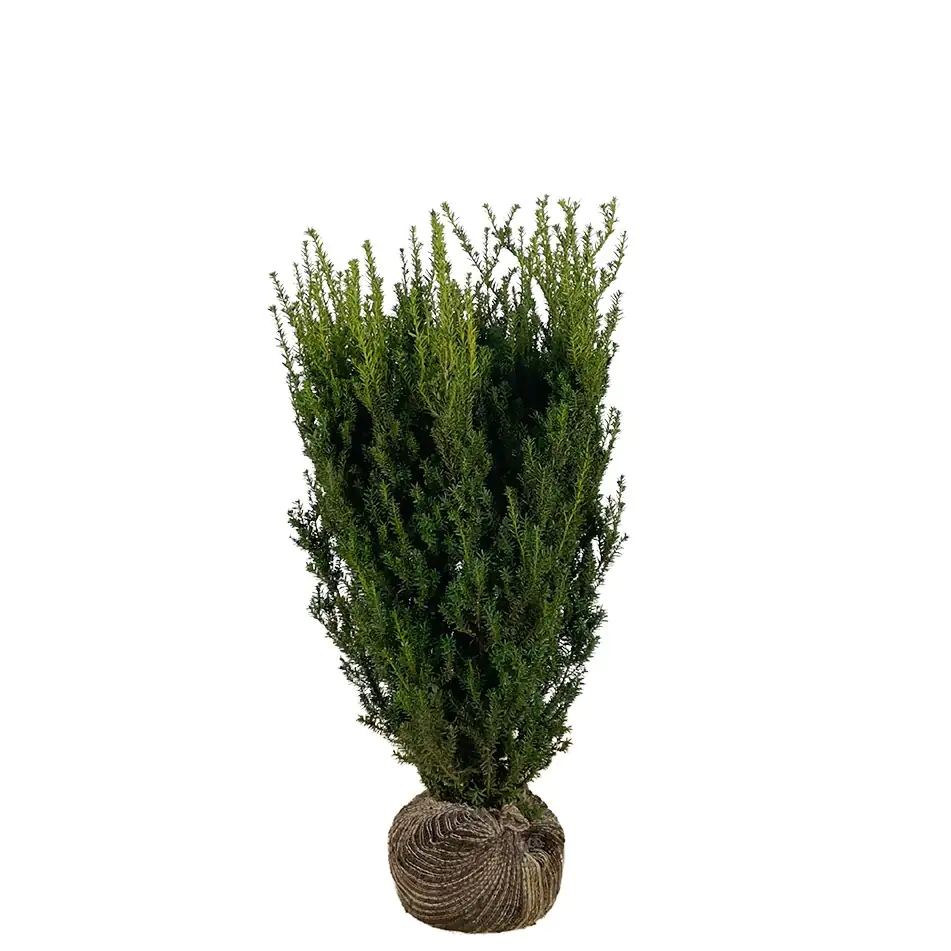 Bechereibe Hilli Taxus media hillii H 80 - 100 cm, 25 Stück
