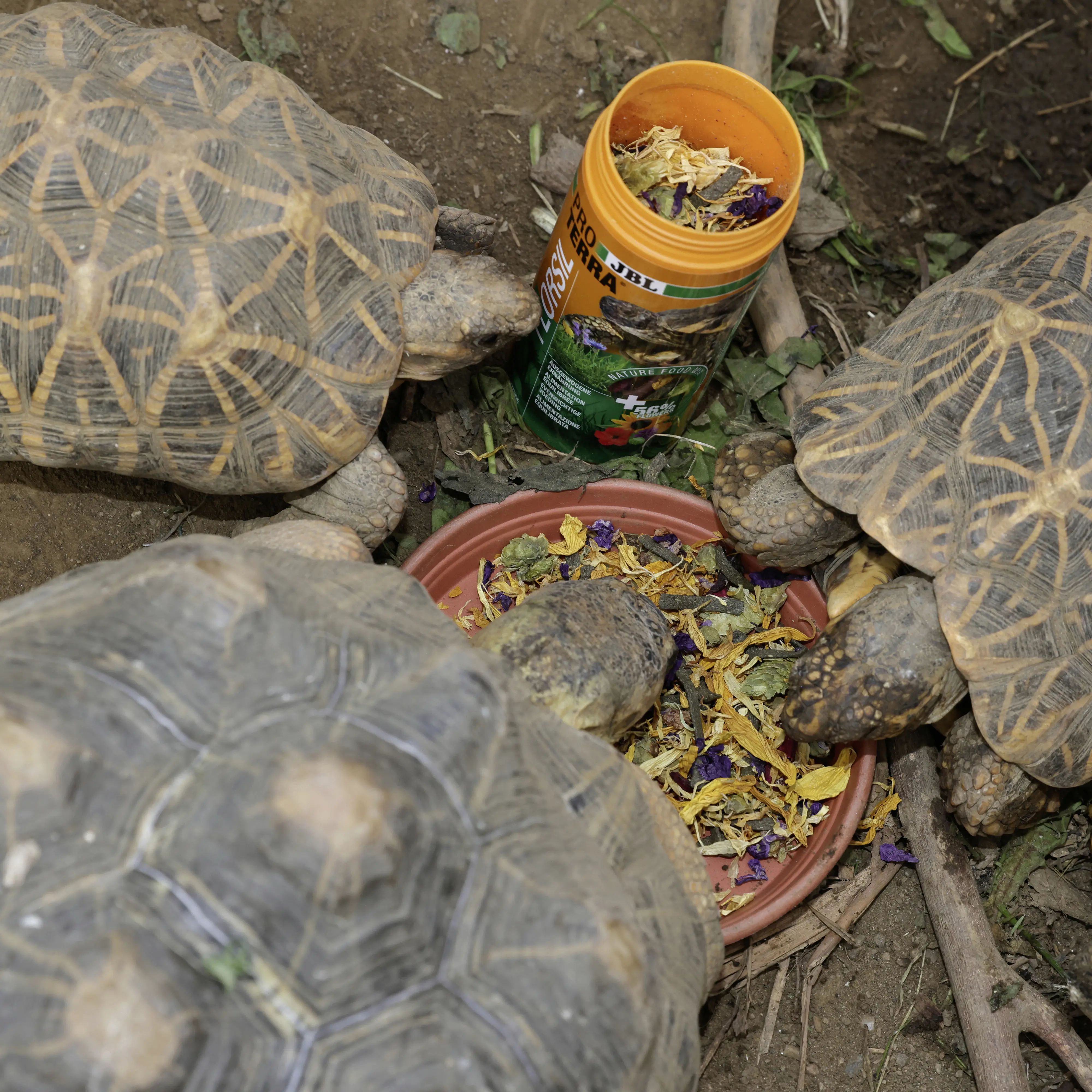 JBL Schildkrötenfutter Proterra Florsil 250 g
