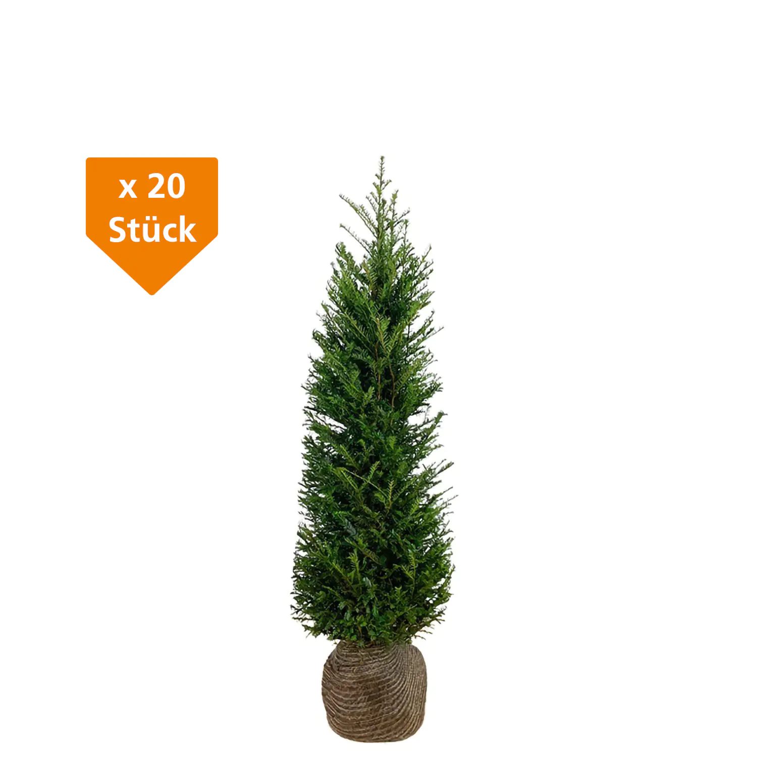 Heimische Eibe Taxus baccata H 100 - 120 cm, 20 Stück