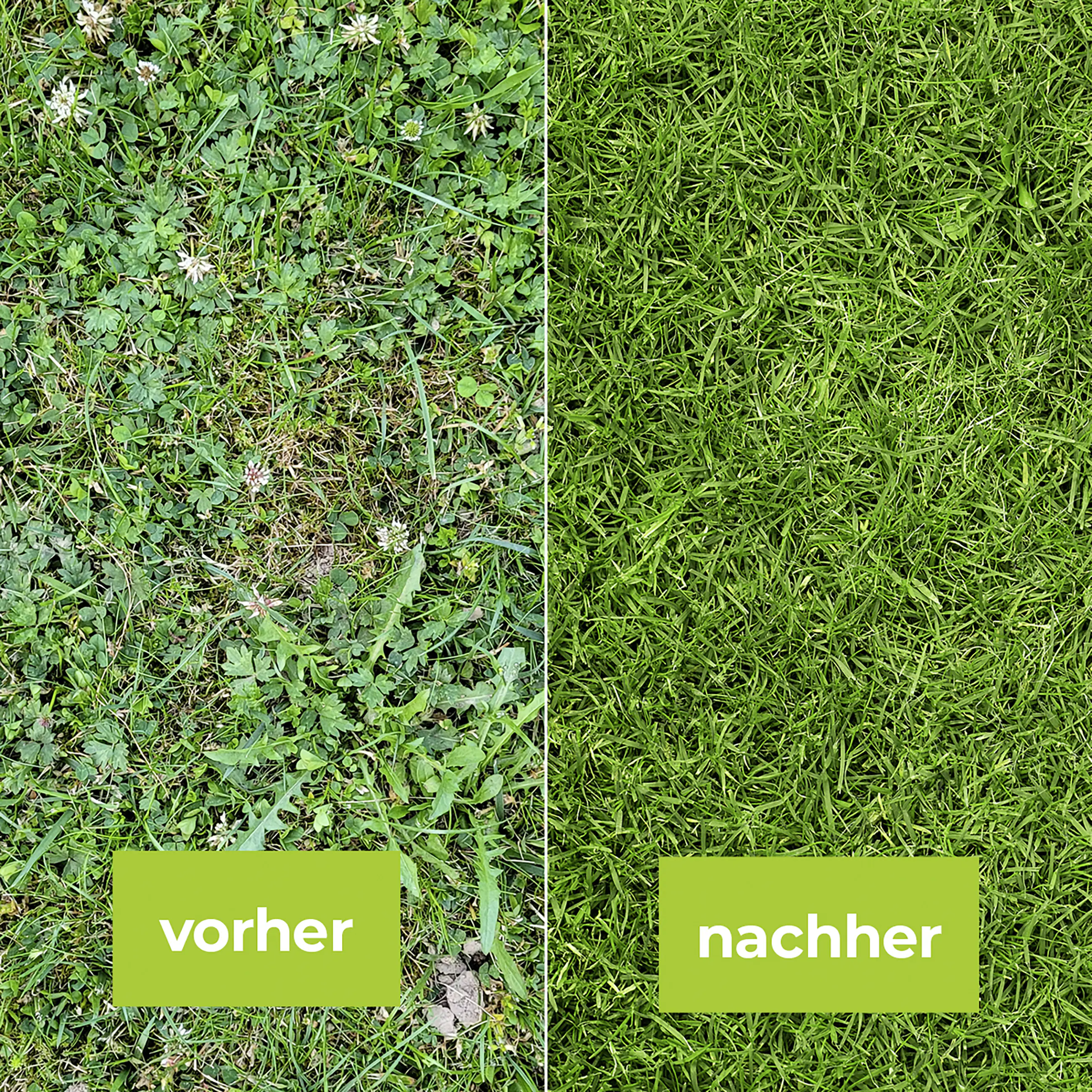 Protect Garden Loredo Quattro Universal Rasenunkrautfrei 100 ml Protect Garden Loredo Quattro Universal Rasenunkrautfrei 100 ml