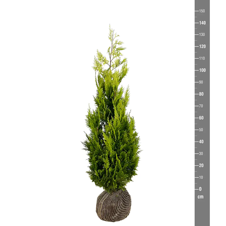 Gelbe Säulenzypresse Cham. law. Ivonne H 120 - 140 cm, 20 Stück Gelbe Säulenzypresse Cham. law. Ivonne H 120 - 140 cm, 20 Stück