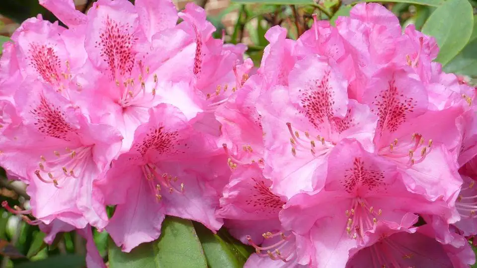 Rhododendron Roseum Elegans 5 l Container
