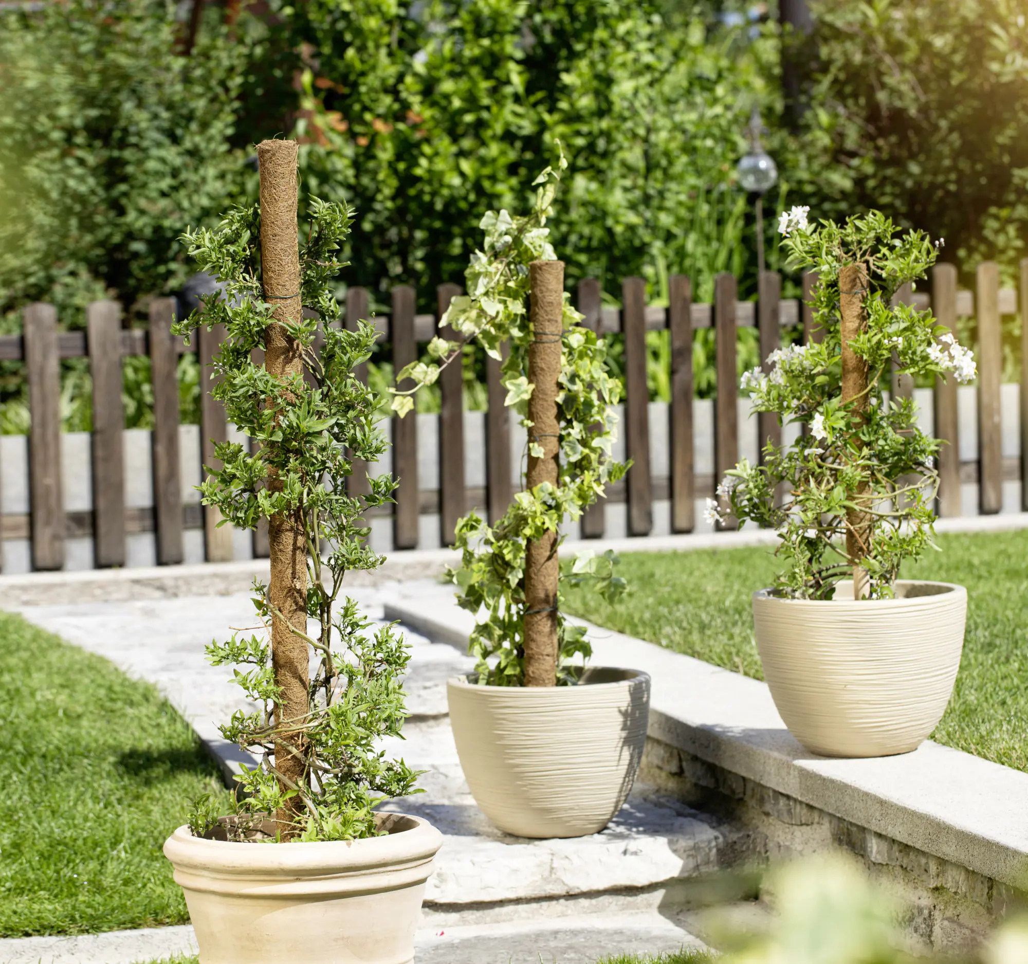 Windhager Kokos-Pflanzstab 60 cm