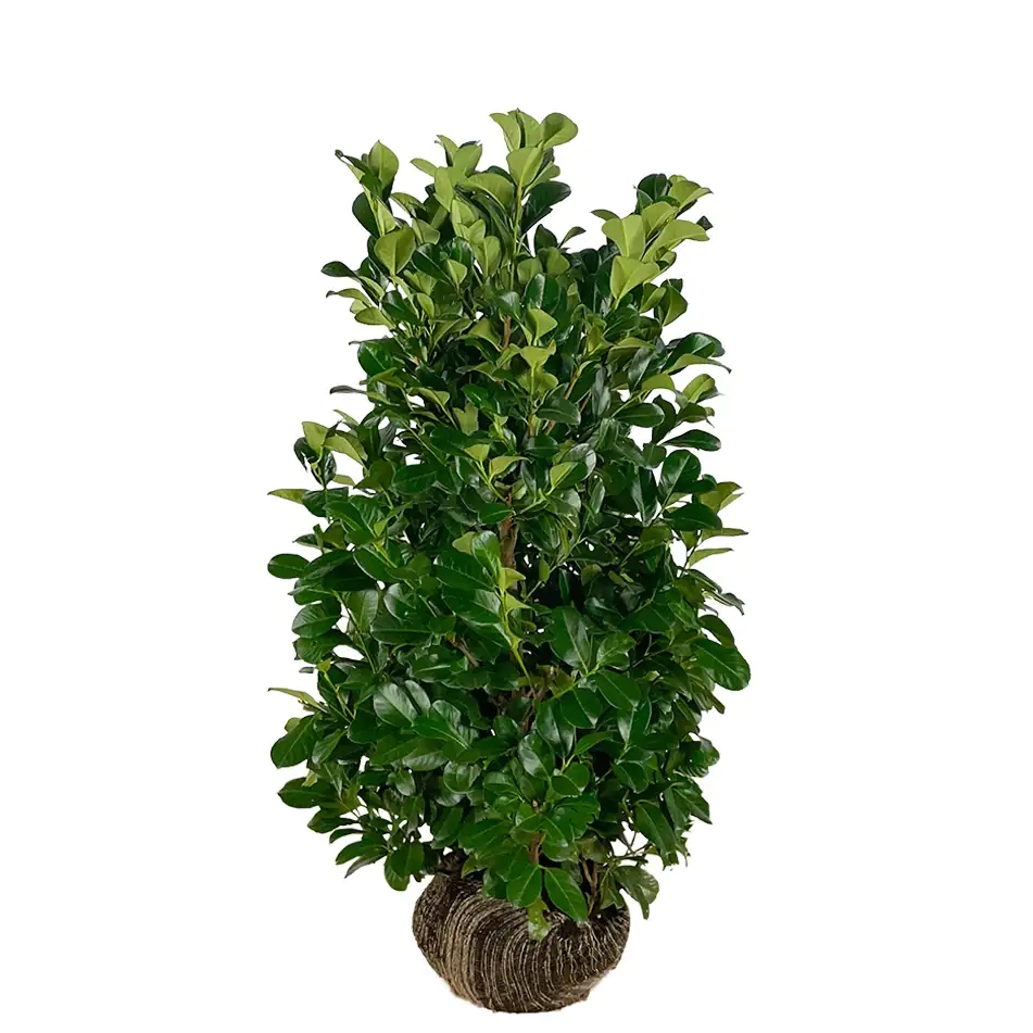 Kirschlorbeer Etna Prunus laur. Etna H 80 - 100 cm, 25 Stück