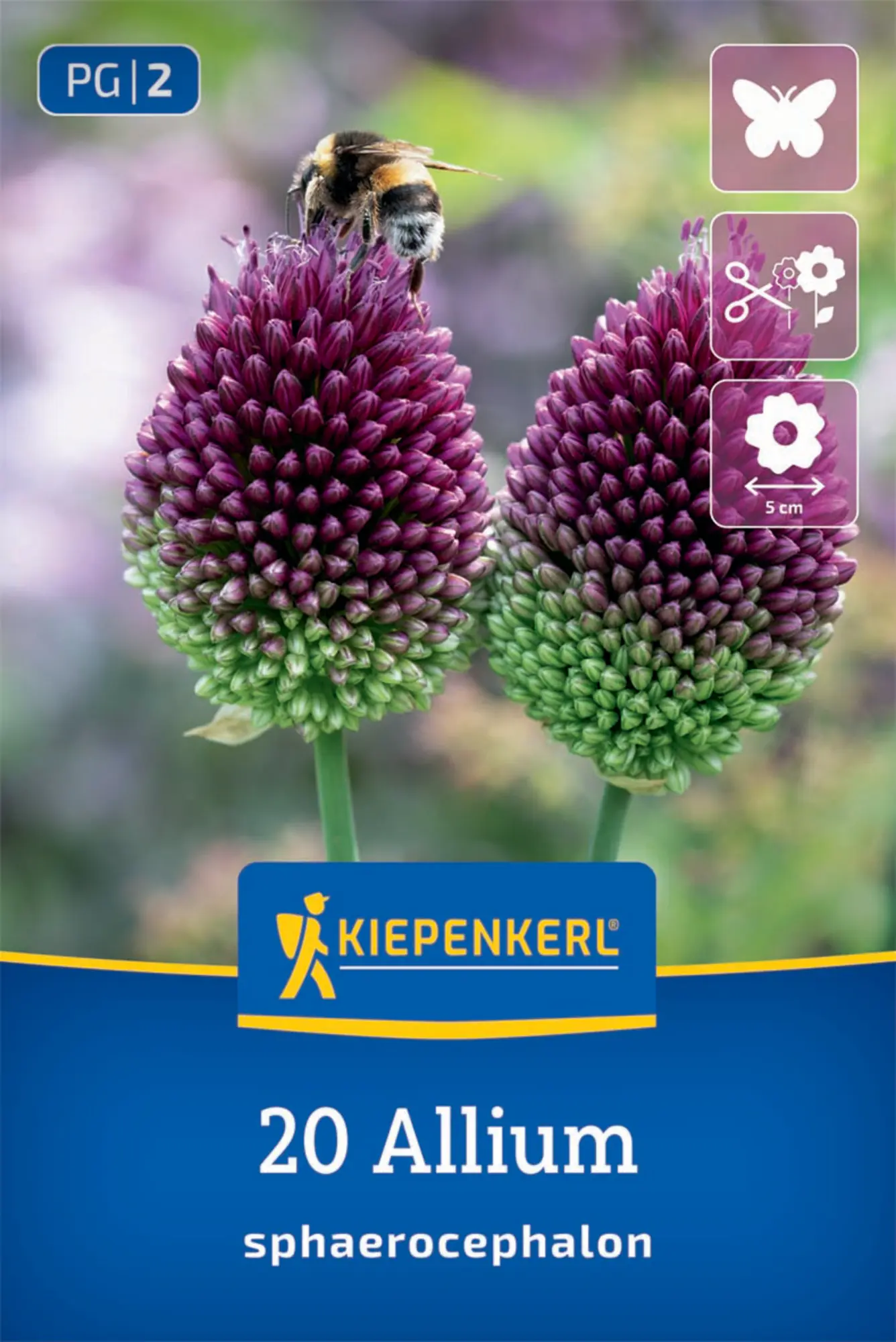 Kiepenkerl HerbstHerbstblumenzwiebel Zierlauch Allium sphaerocephalon 20 Stück