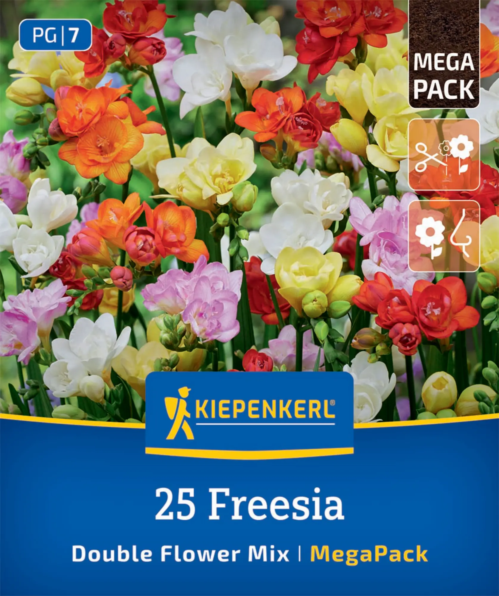 Kiepenkerl Mega-Pack Frühjahrsblumenzwiebel Freesien Mischung gefüllte Blüten 25 Stück