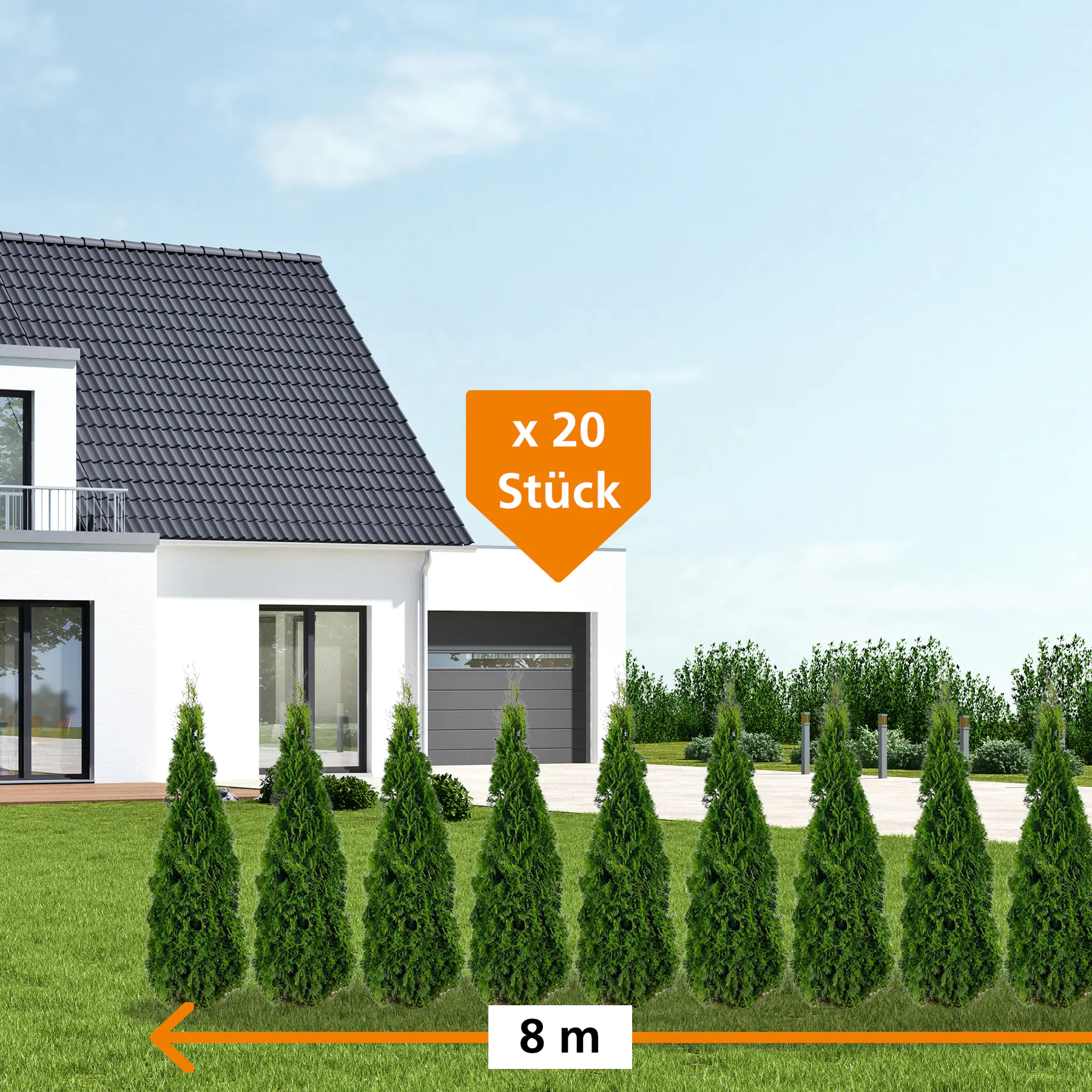 Lebensbaum Thuja occ. Smaragd H 100 - 120 cm, 20 Stück