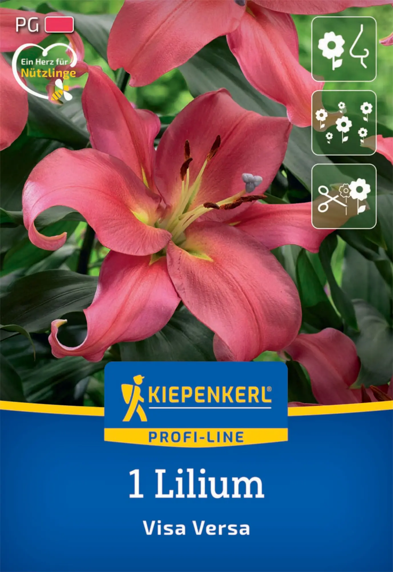 Kiepenkerl Herbstblumenzwiebel Profi-Line Baumlilie Visa Versa 1 Stück