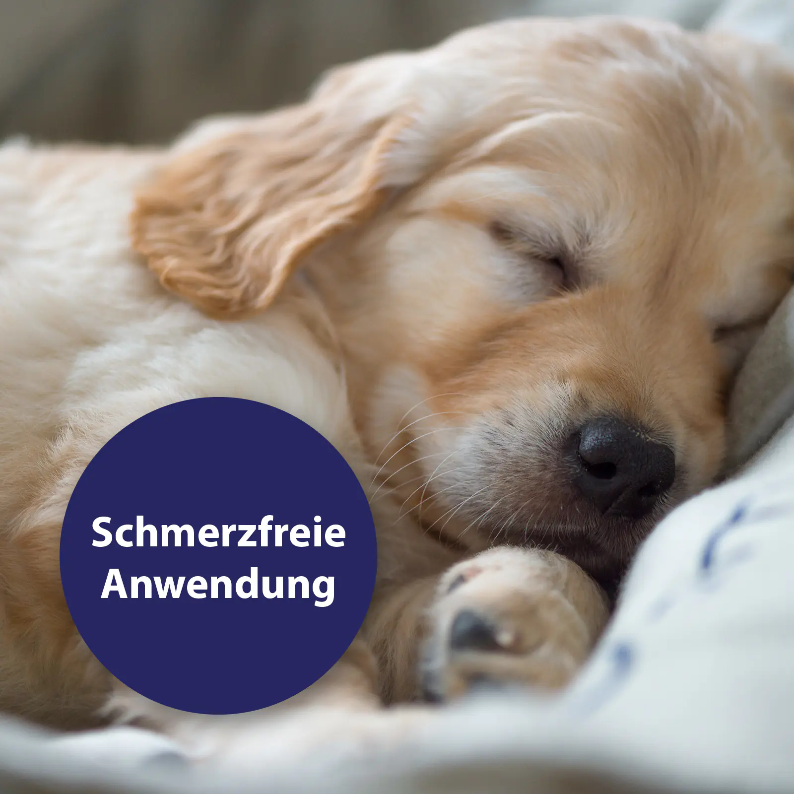 Canosept Wundspray für Hunde 75 ml Canosept Wundspray für Hunde 75 ml