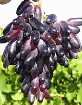 Obststrauch Weintraube Datteltraube 3 L Container Obststrauch Weintraube Datteltraube 3 L Container