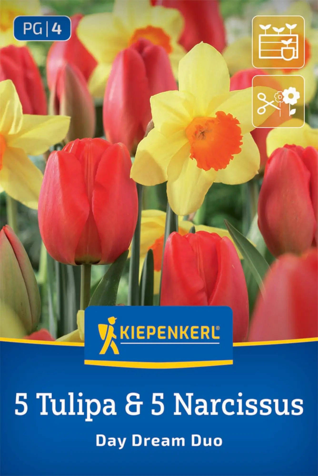 Kiepenkerl Herbstblumenzwiebel Tulpen Narzissen Day Dream Duo 10 Stück