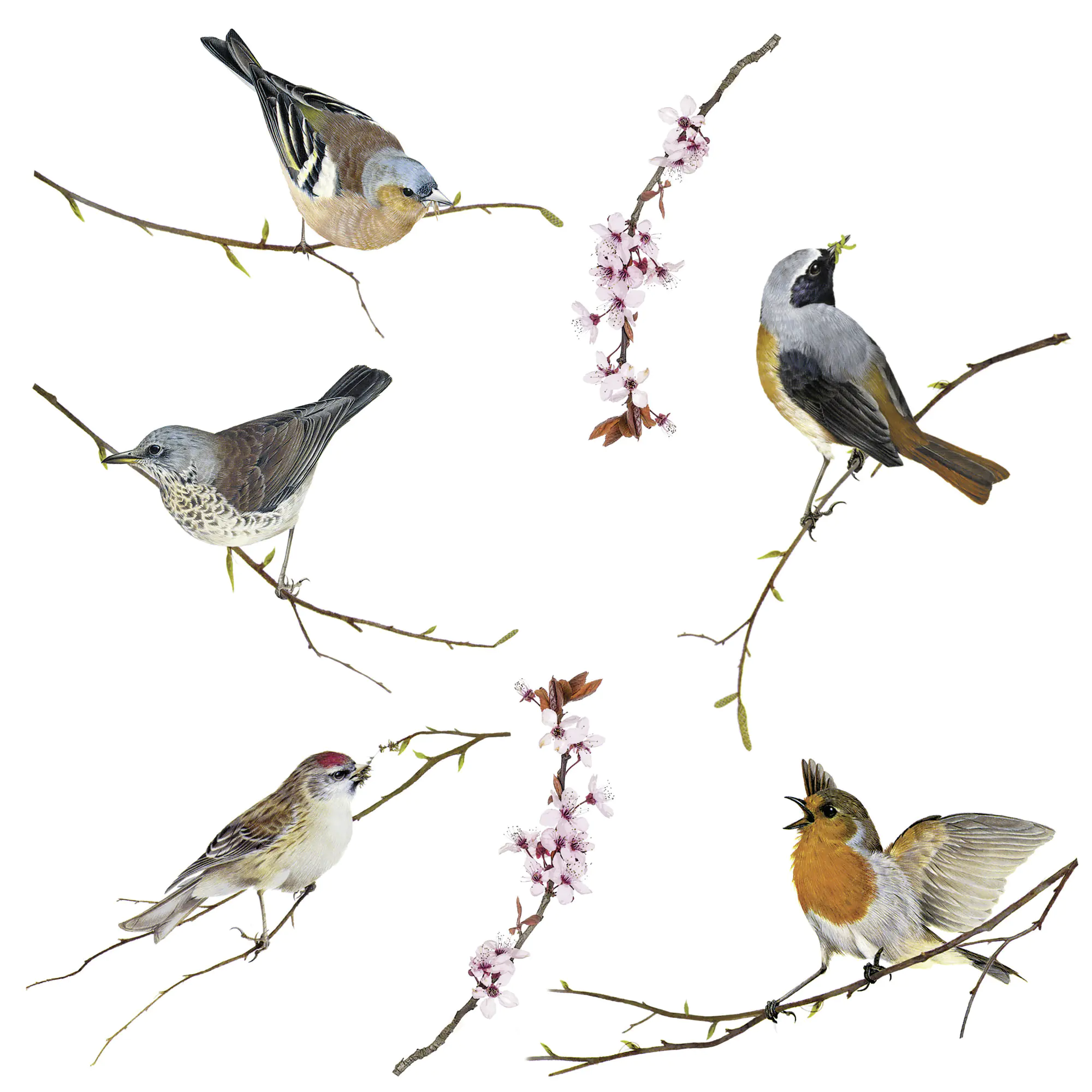 Komar Windowsticker Birds 31 x 31 cm Komar Windowsticker Birds 31 x 31 cm