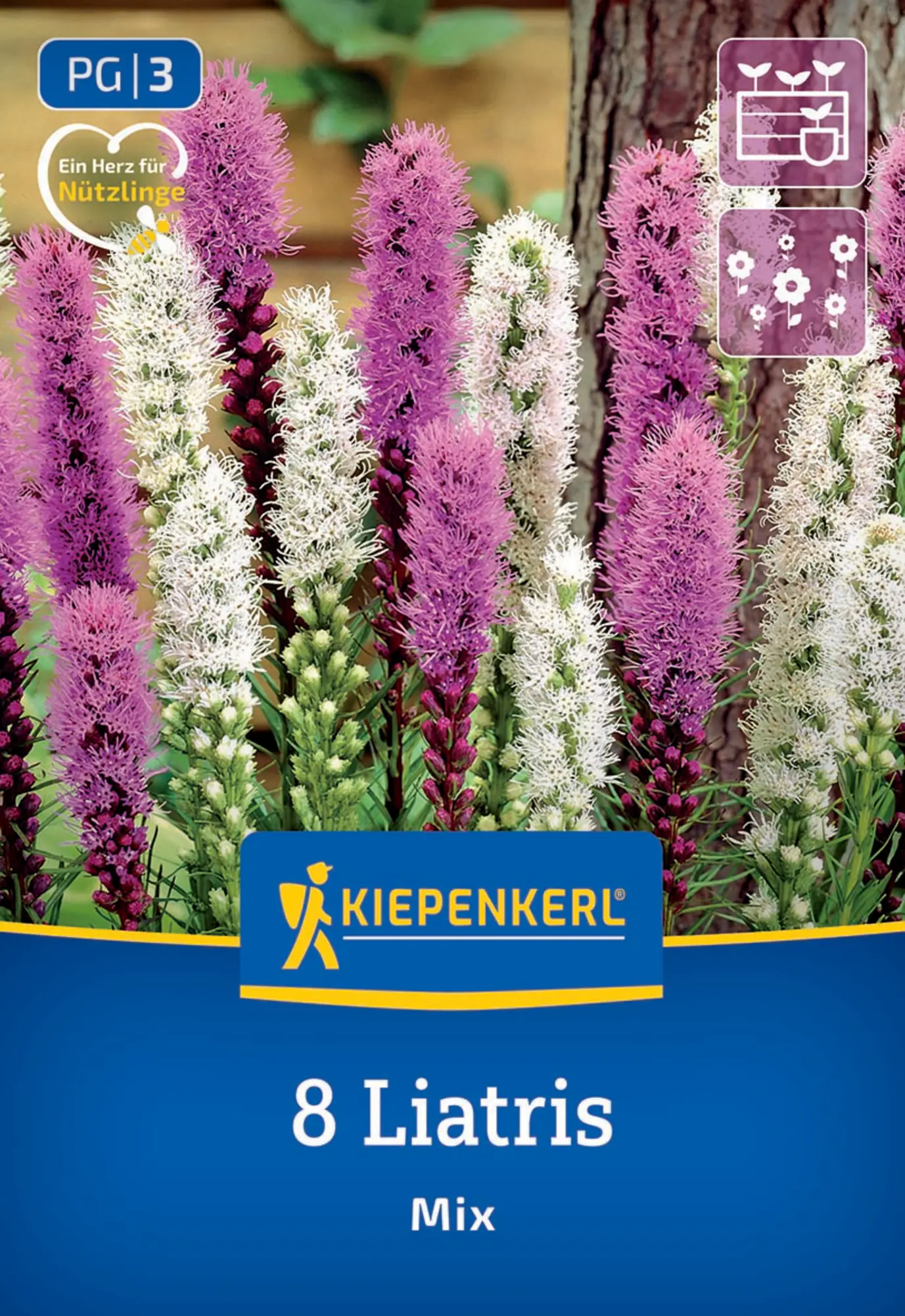 Kiepenkerl Frühjahrsblumenzwiebel Prachtscharte Liatris Blau und Weiß 8 Stück