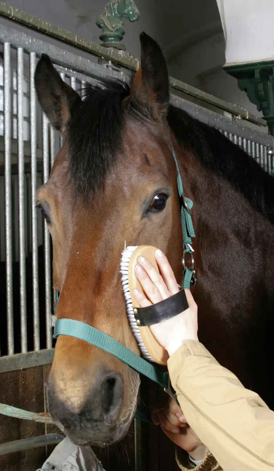 Kerbl Pferdekardätsche Brush&Co mit Handschlaufe