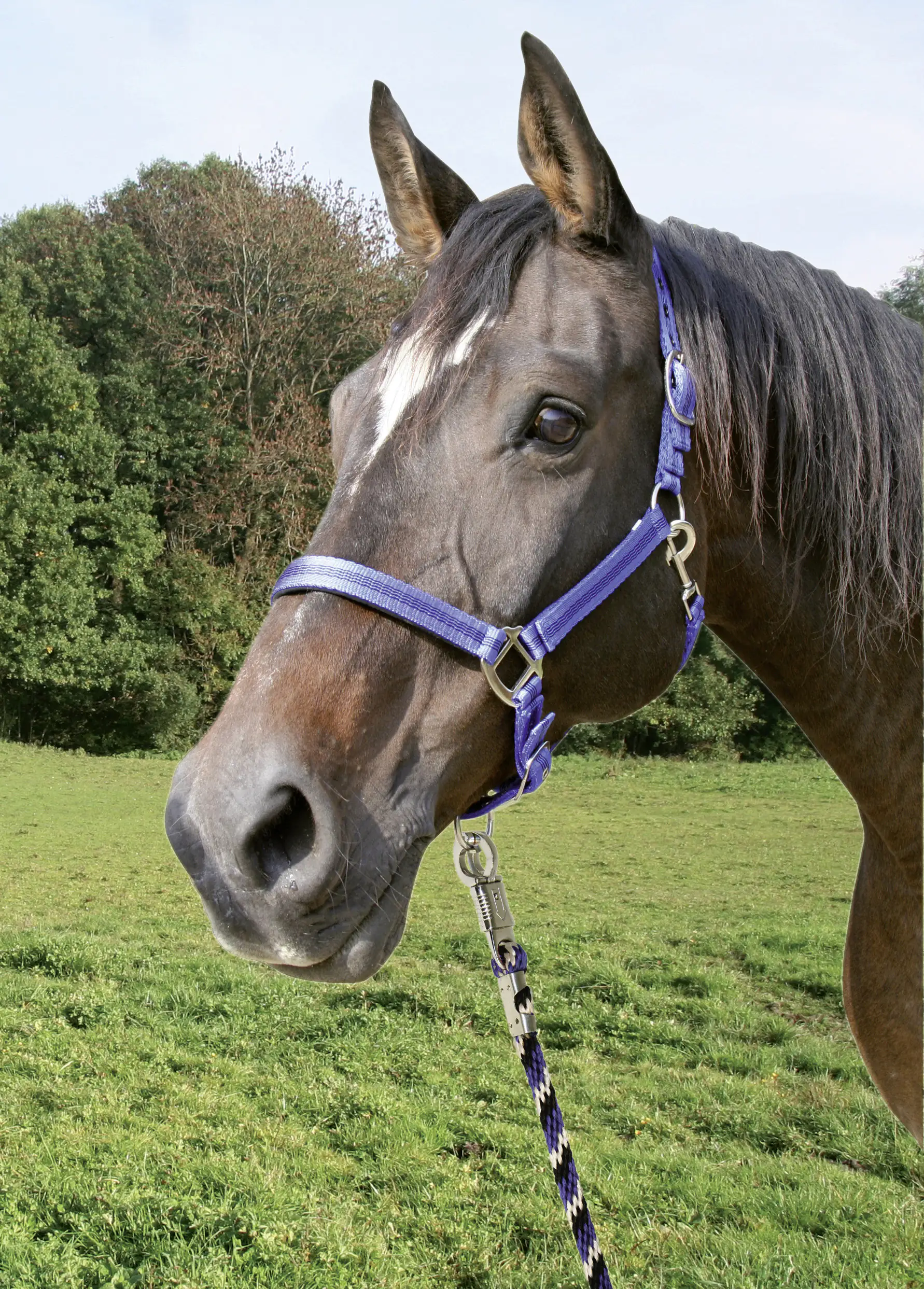 Kerbl Führstrick Mustang royalblau/schwarz/weiß