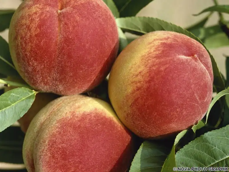 Pfirsichbaum South Haven 7,5 L Container