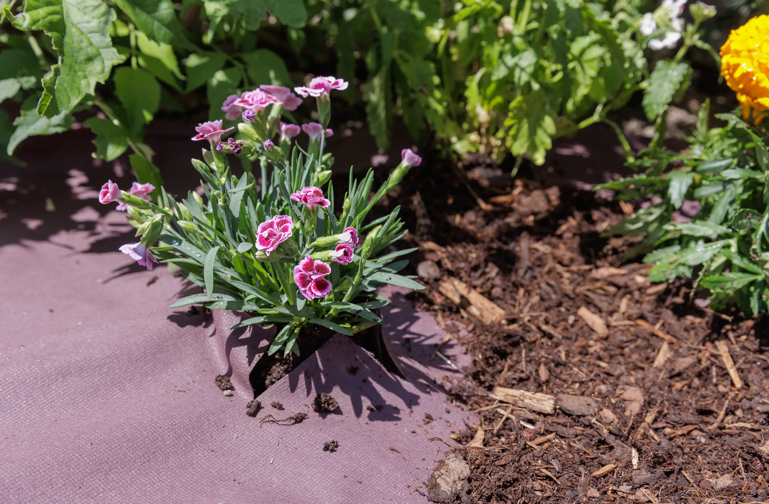 TrendLine Rindenmulchvlies 1,5 x 20 m TrendLine Rindenmulchvlies 1,5 x 20 m