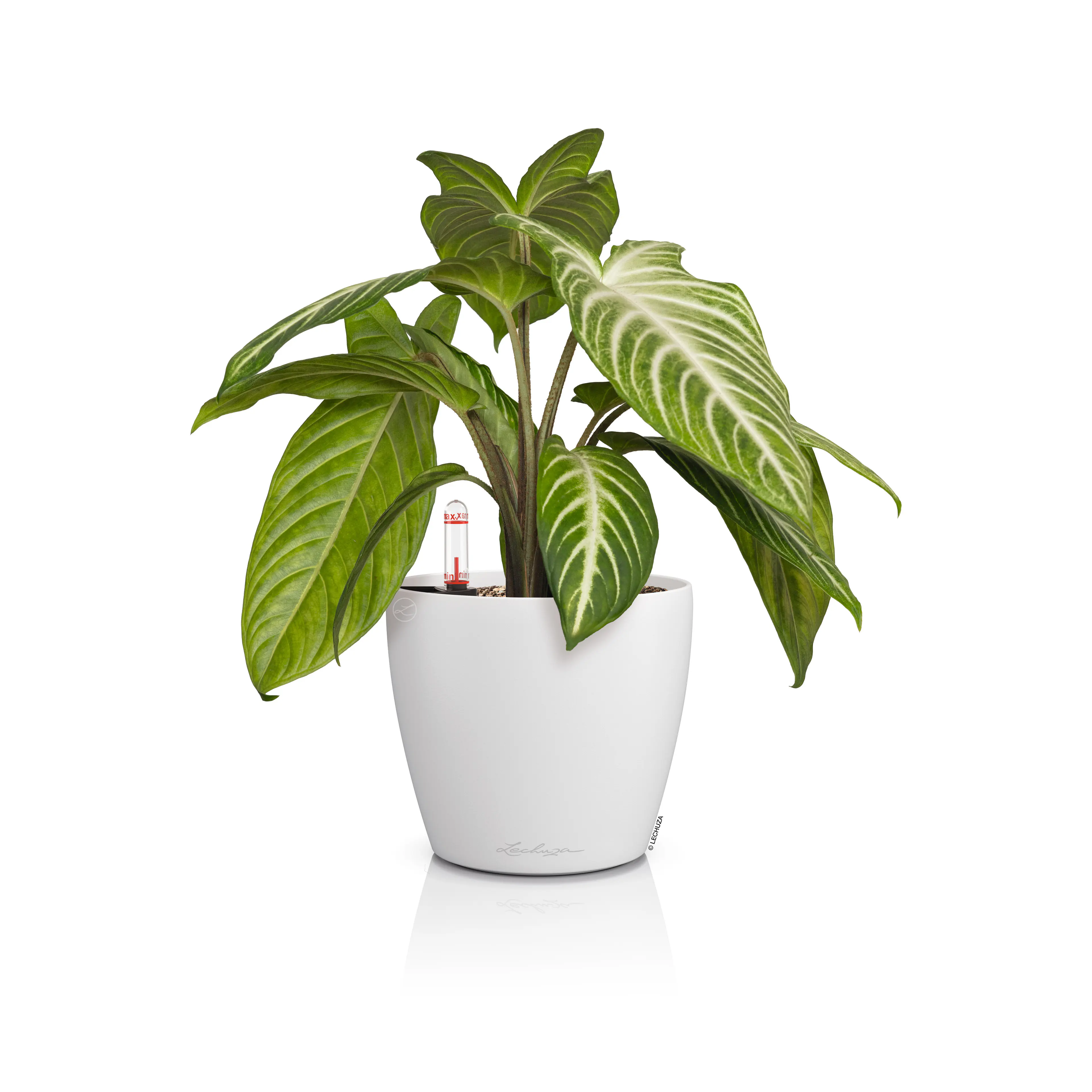 Lechuza Pflanzgefäß-Set Classico Color 14 Kunststoff weiß Ø 15,2 x 13,7 cm