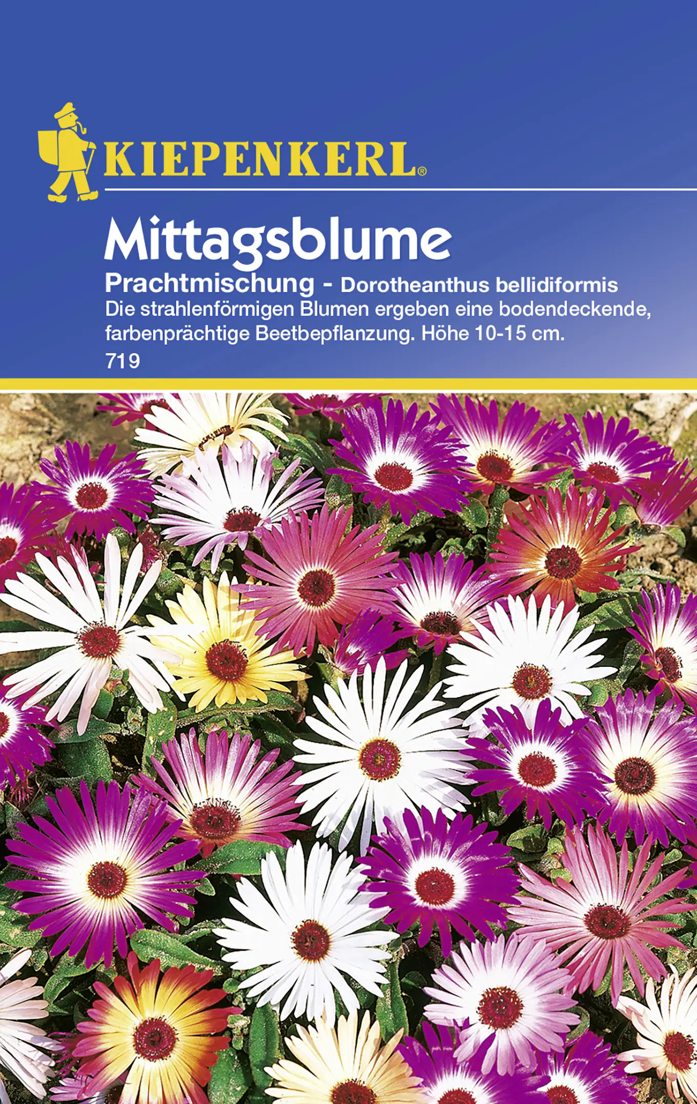 Kiepenkerl Mittagsblume Prachtmischung Dorotheanthus bellidiformis, Inhalt: ca. 75 Pflanzen