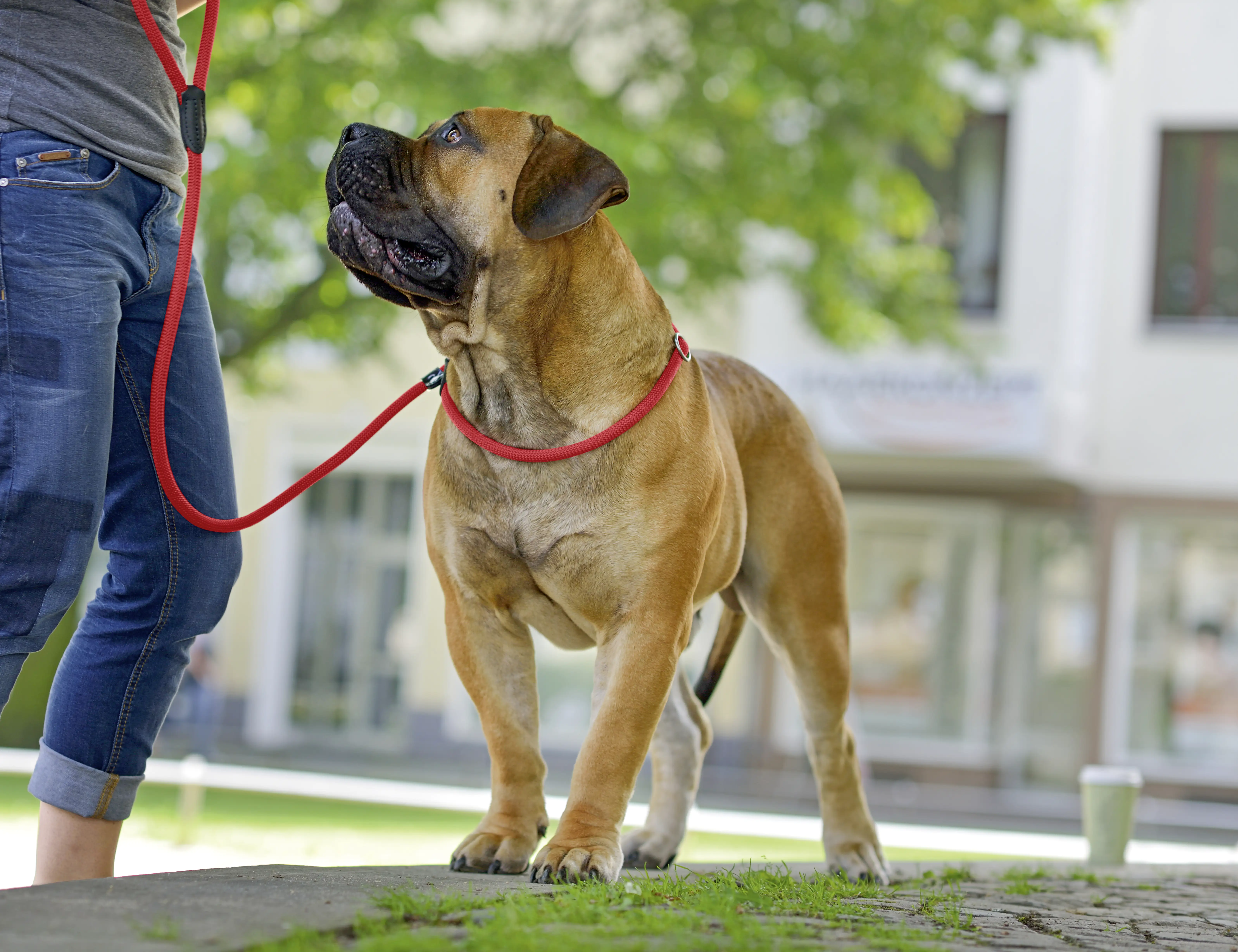 4016739391063_1800060 Hunter Retrieverleine Freestyle Länge 170 cm Durchmesser 0,8 cm rot