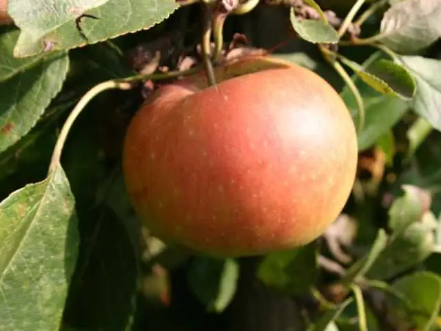 Apfelbaum James Grieve 7,5 L Container