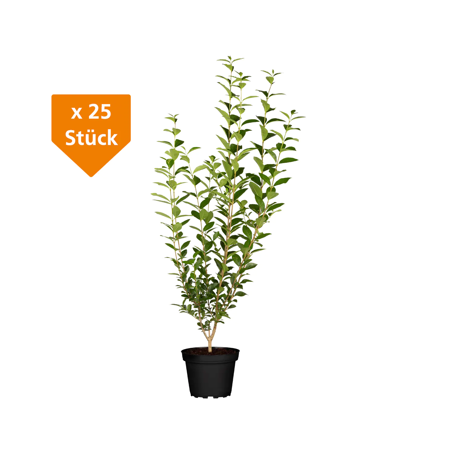 Immergrüner Liguster Ligustrum vulgare atrovirens H 125 - 150 cm, 25 Stück