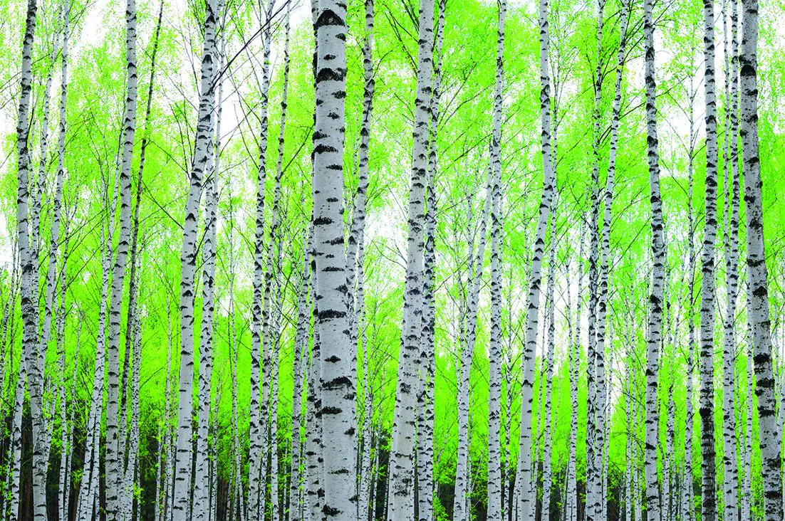 papermoon Vlies- Fototapete Digitaldruck 250 x 180 cm Birch Forest