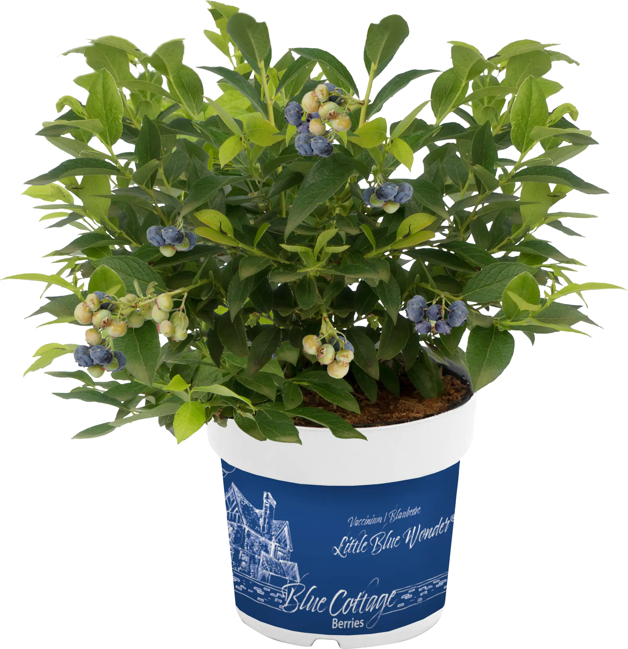 Blaubeerhecke Blue Cottage Berries, 13 cm Topf