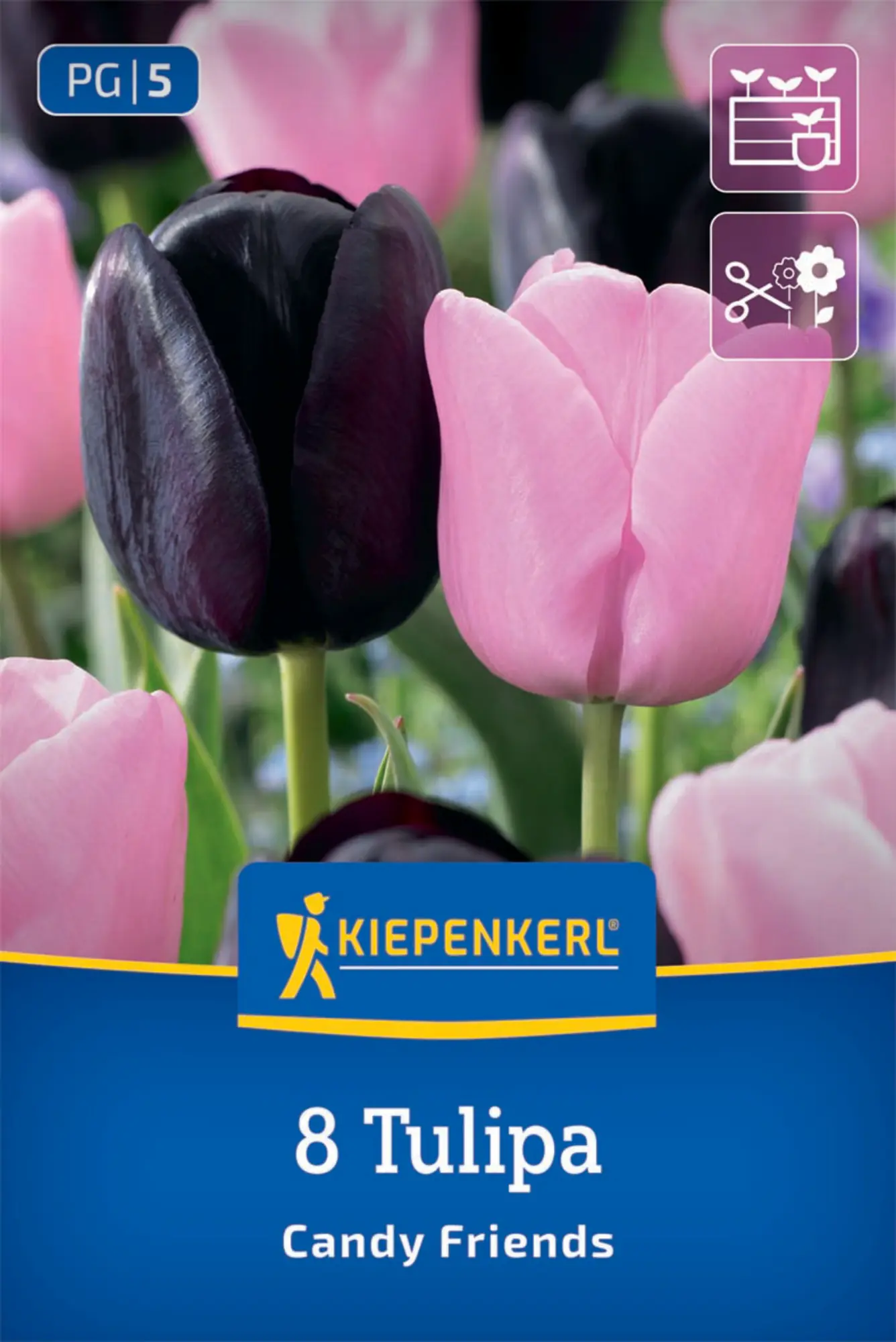 Kiepenkerl Herbstblumenzwiebel Tulpen Mischung Candy Friends 8 Stück