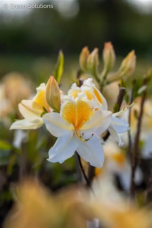 Sommergrüne Azalee Azalea Knap-Hill Hybriden, 5 L Container