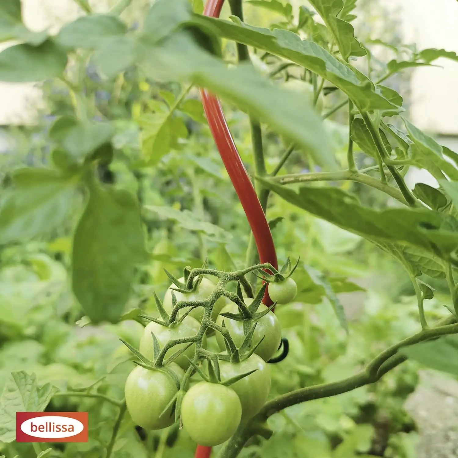 Bellissa Tomatenspirale COLORATA 110, 4 x 4 x 110 cm, rot