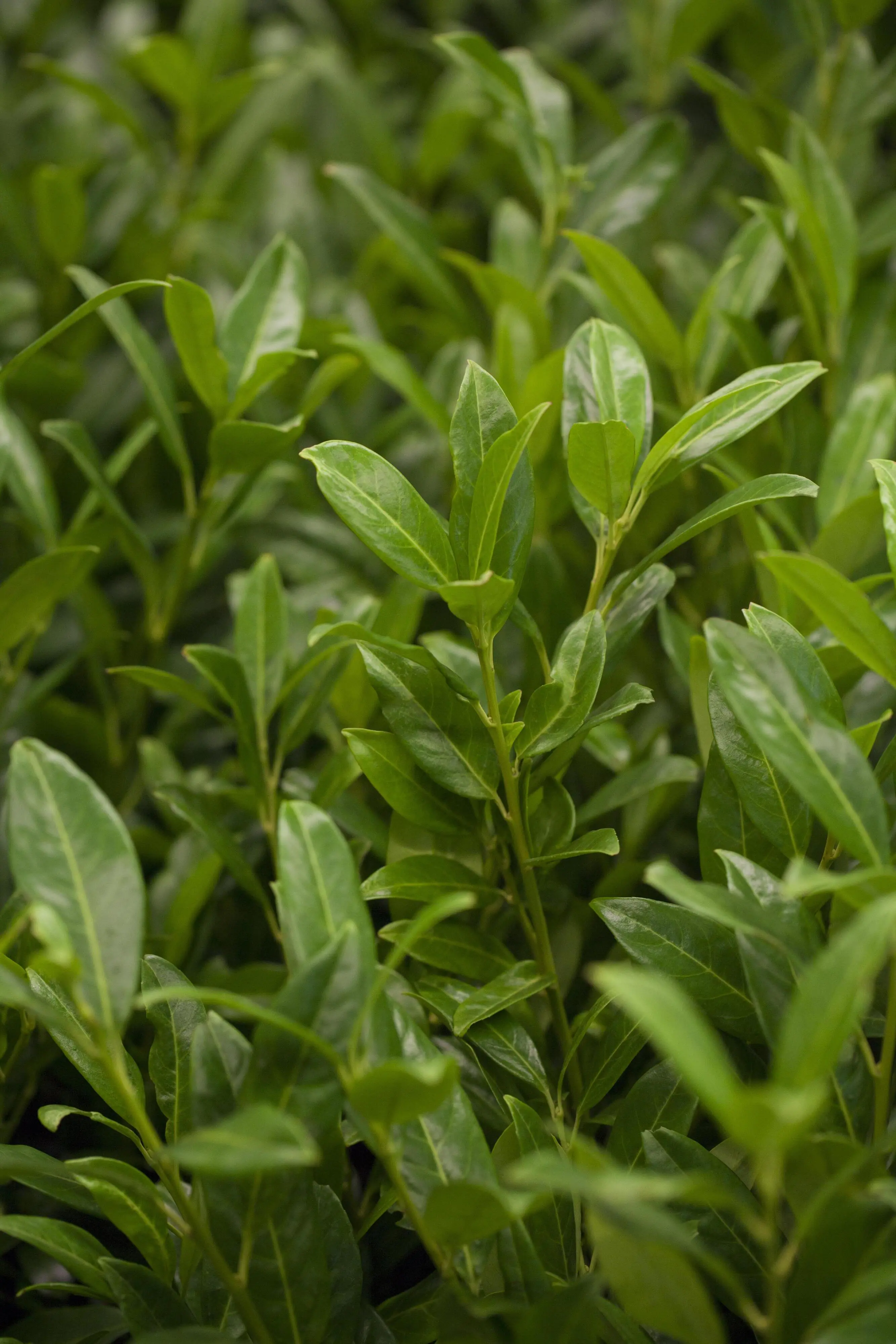 Kirschlorbeer Herbergii Prunus laur. Herbergii H 100 - 125 cm, 20 Stück Kirschlorbeer Herbergii Prunus laur. Herbergii H 100 - 125 cm, 20 Stück