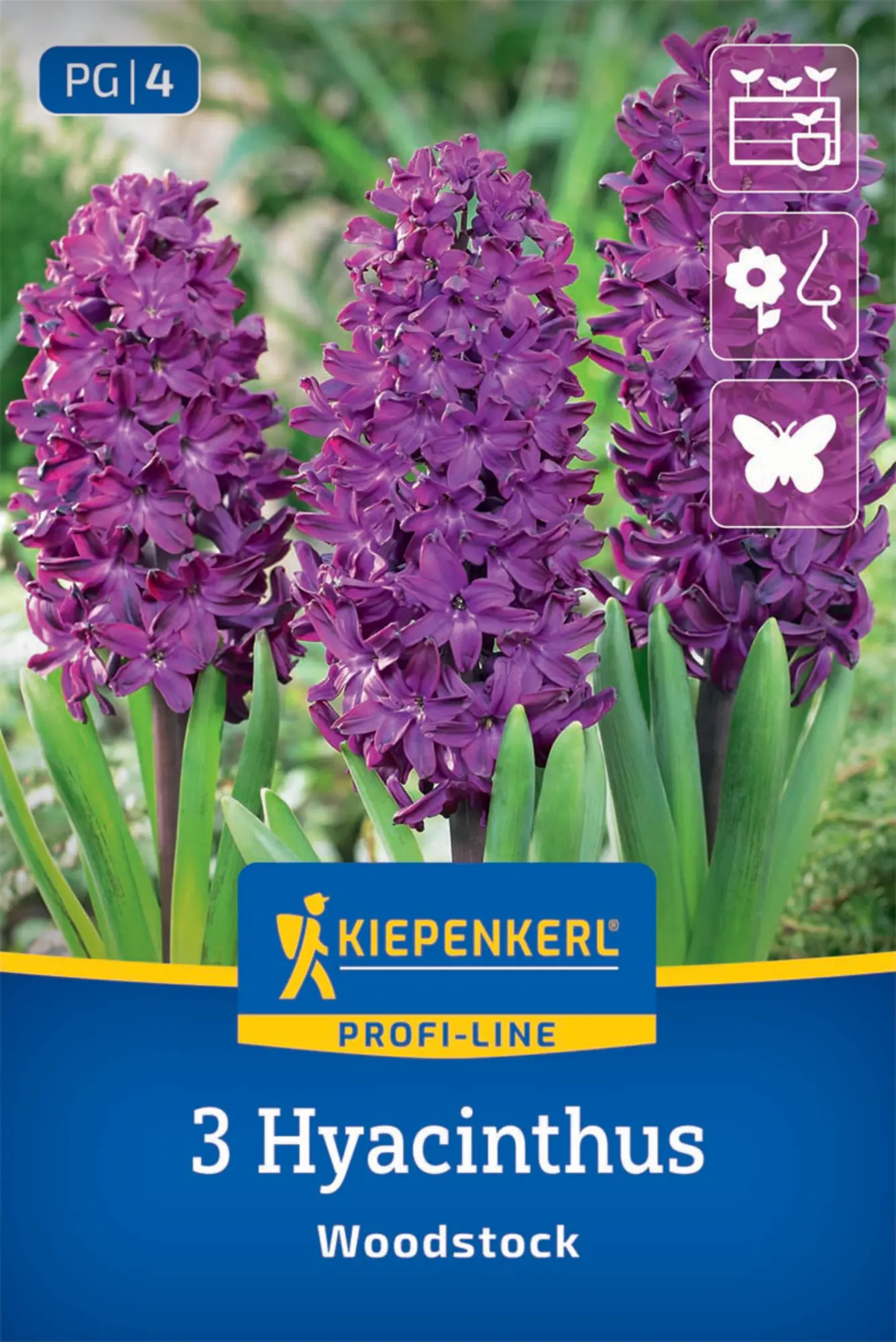 Kiepenkerl Herbstblumenzwiebel Hyazinthen Woodstock 3 Stück